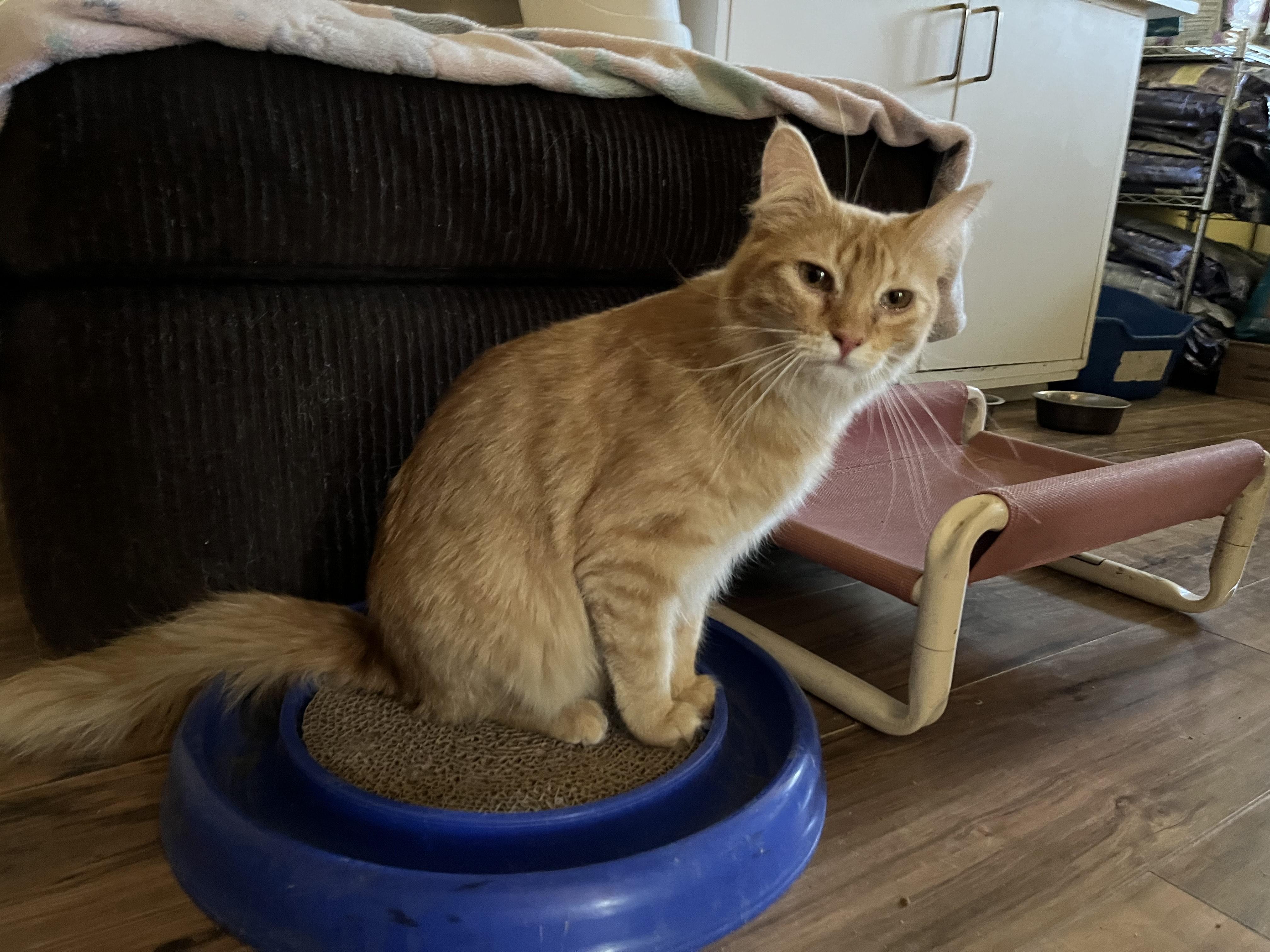 Nuka and Sassparilla (AKA Sassy), an adoptable Domestic Medium Hair in Prescott, AZ, 86301 | Photo Image 2