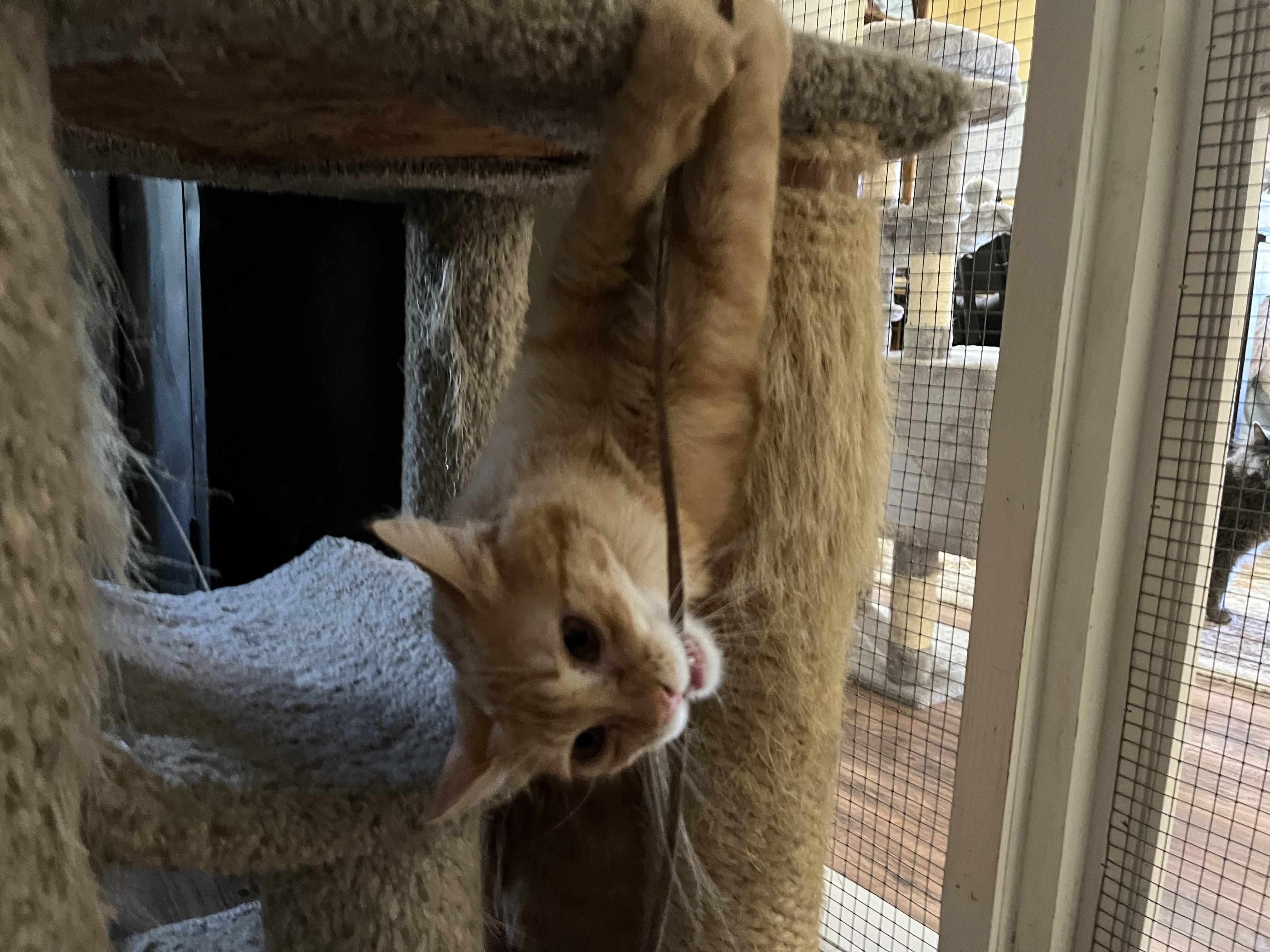 Nuka and Sassparilla (AKA Sassy), an adoptable Domestic Medium Hair in Prescott, AZ, 86301 | Photo Image 3