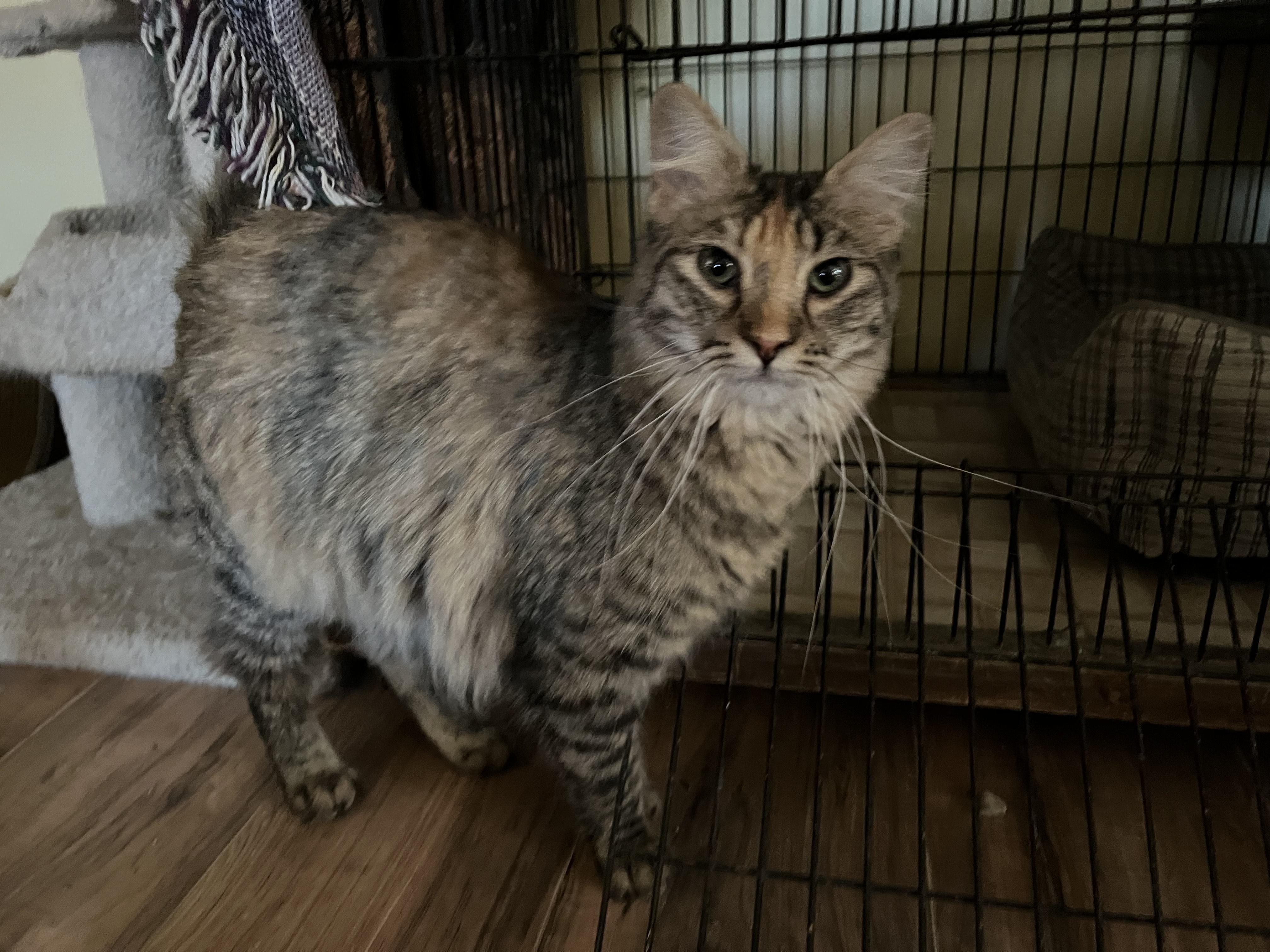 Nuka and Sassparilla (AKA Sassy), an adoptable Domestic Medium Hair in Prescott, AZ, 86301 | Photo Image 4