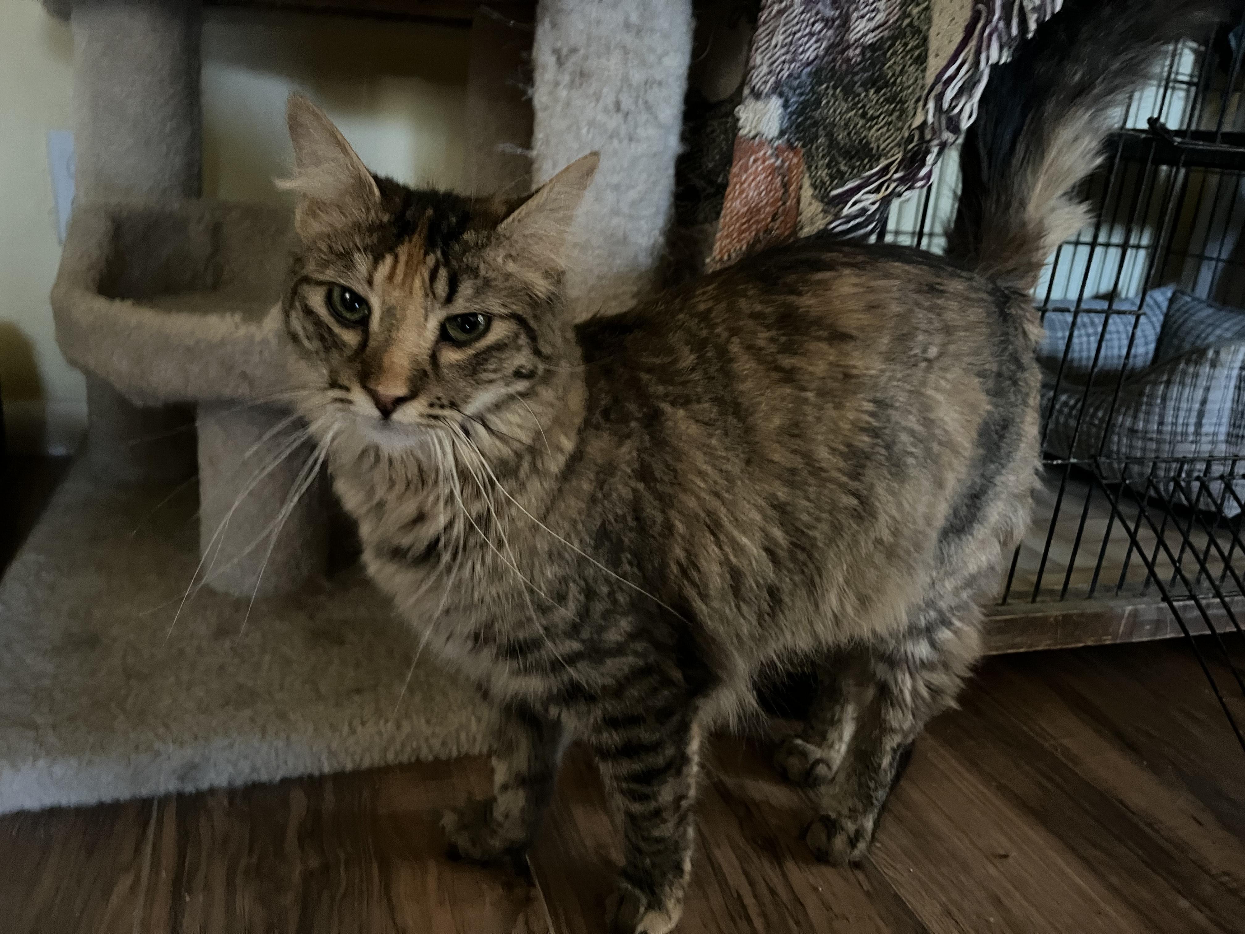 Nuka and Sassparilla (AKA Sassy), Adoptable, Young Female Domestic Medium Hair.