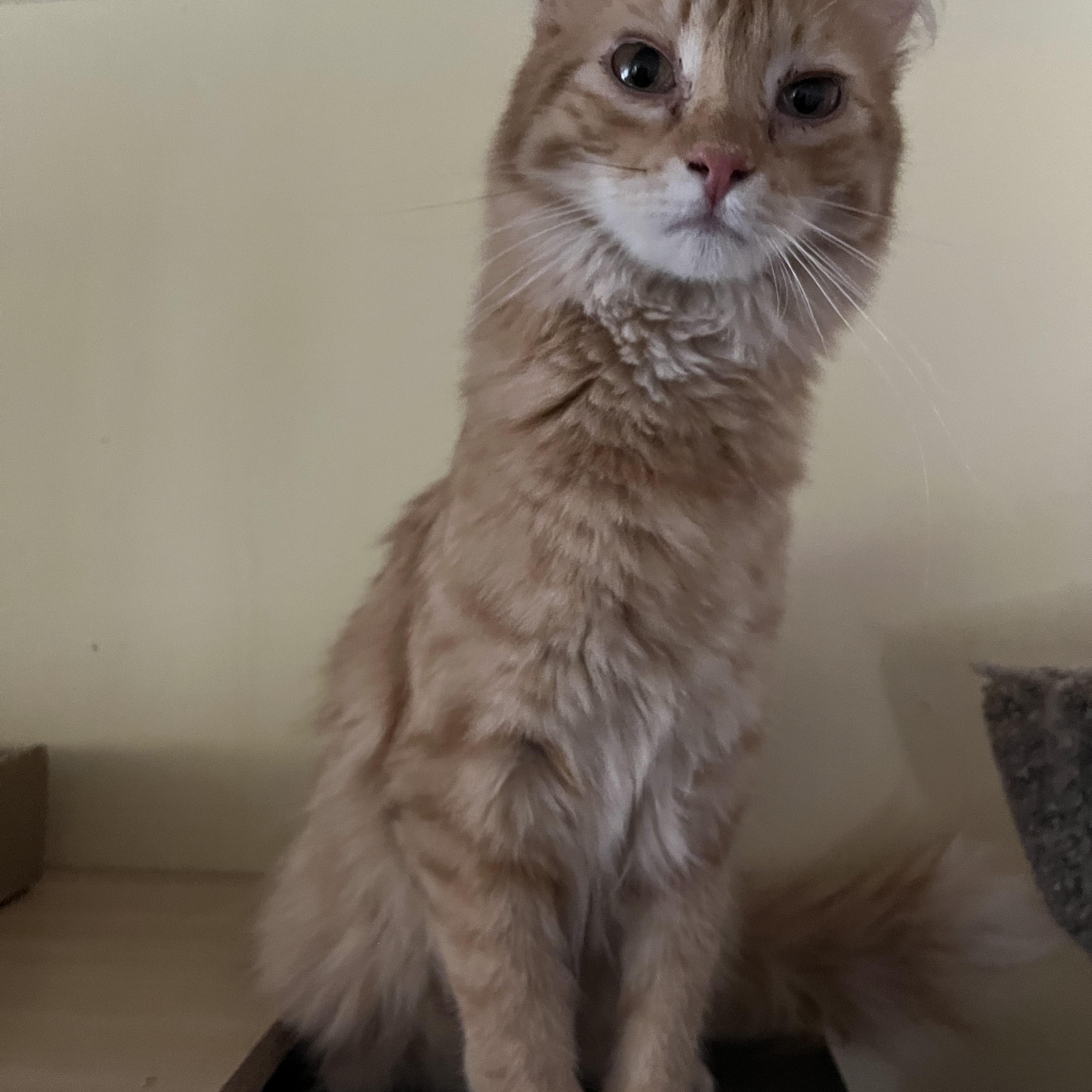 Enlarge Nuka and Sassparilla (AKA Sassy), a Adoptable mixed breed in Prescott, AZ image 5/5