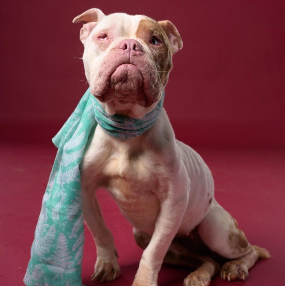 Enlarge Melissa, a Adoptable mixed breed in Long Island City, NY image 1/1