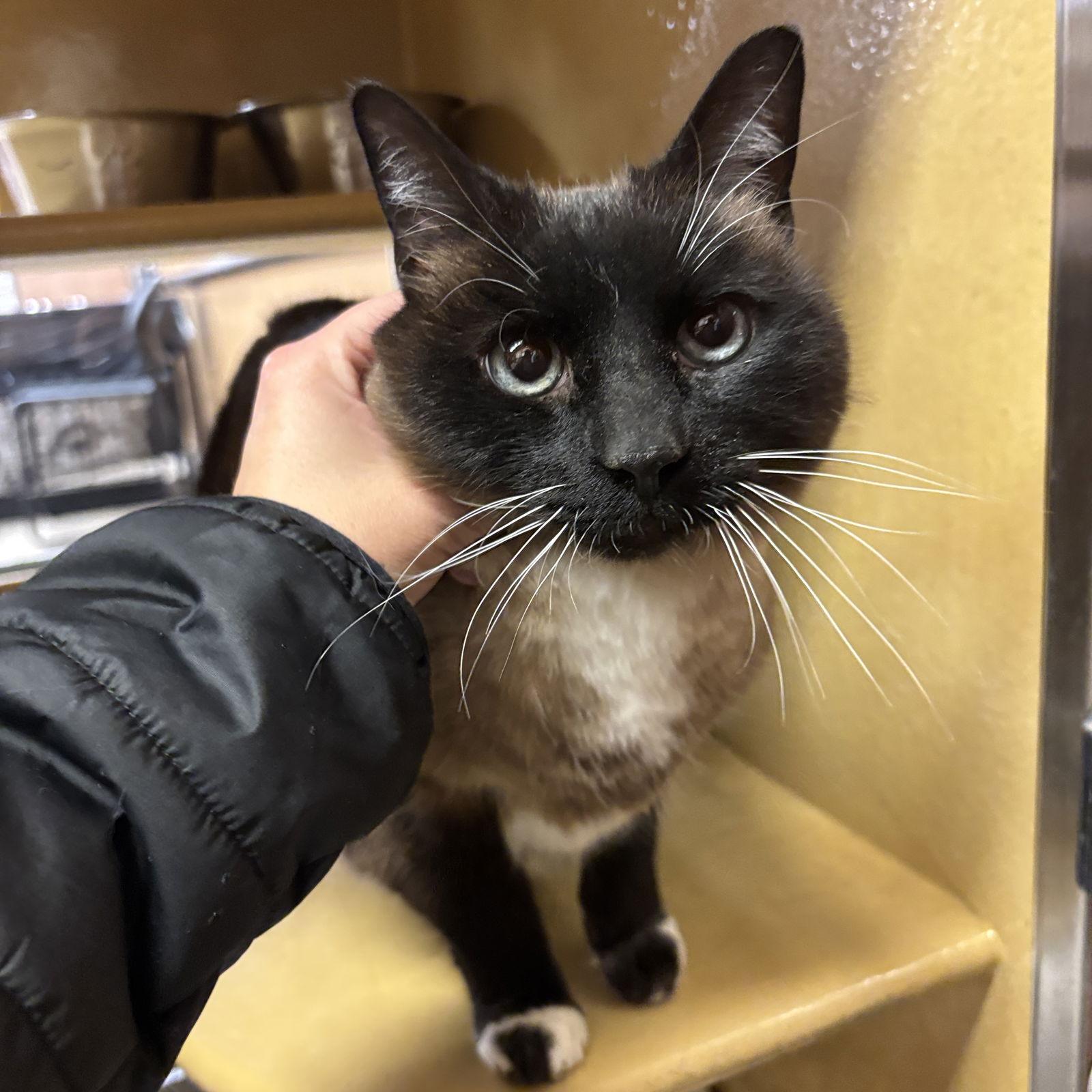 Enlarge Sia, a Adoptable Siamese in Sonora, CA image 1/1