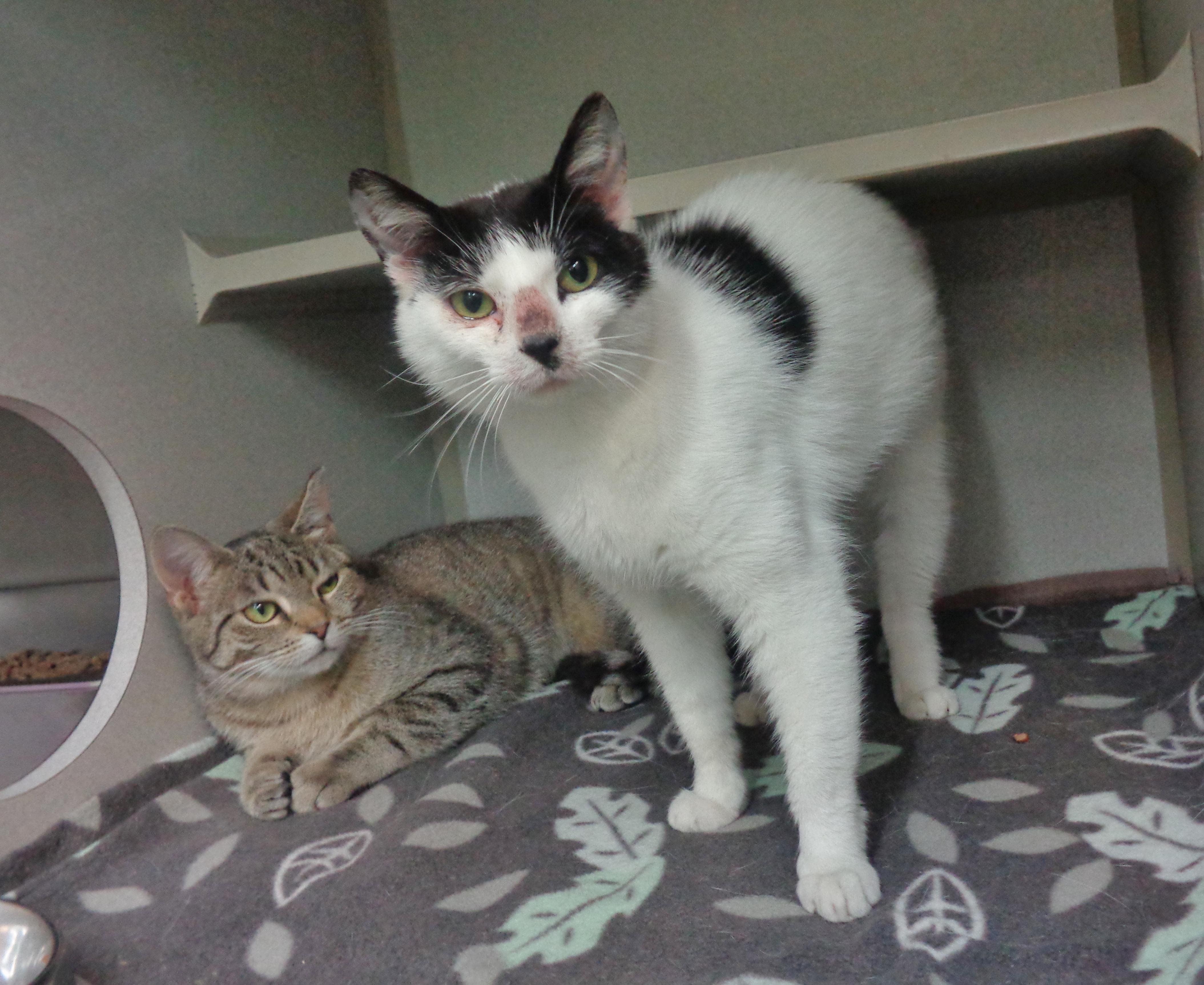 ALLEY, a Adoptable Domestic Short Hair in Delhi, NY image 4/6