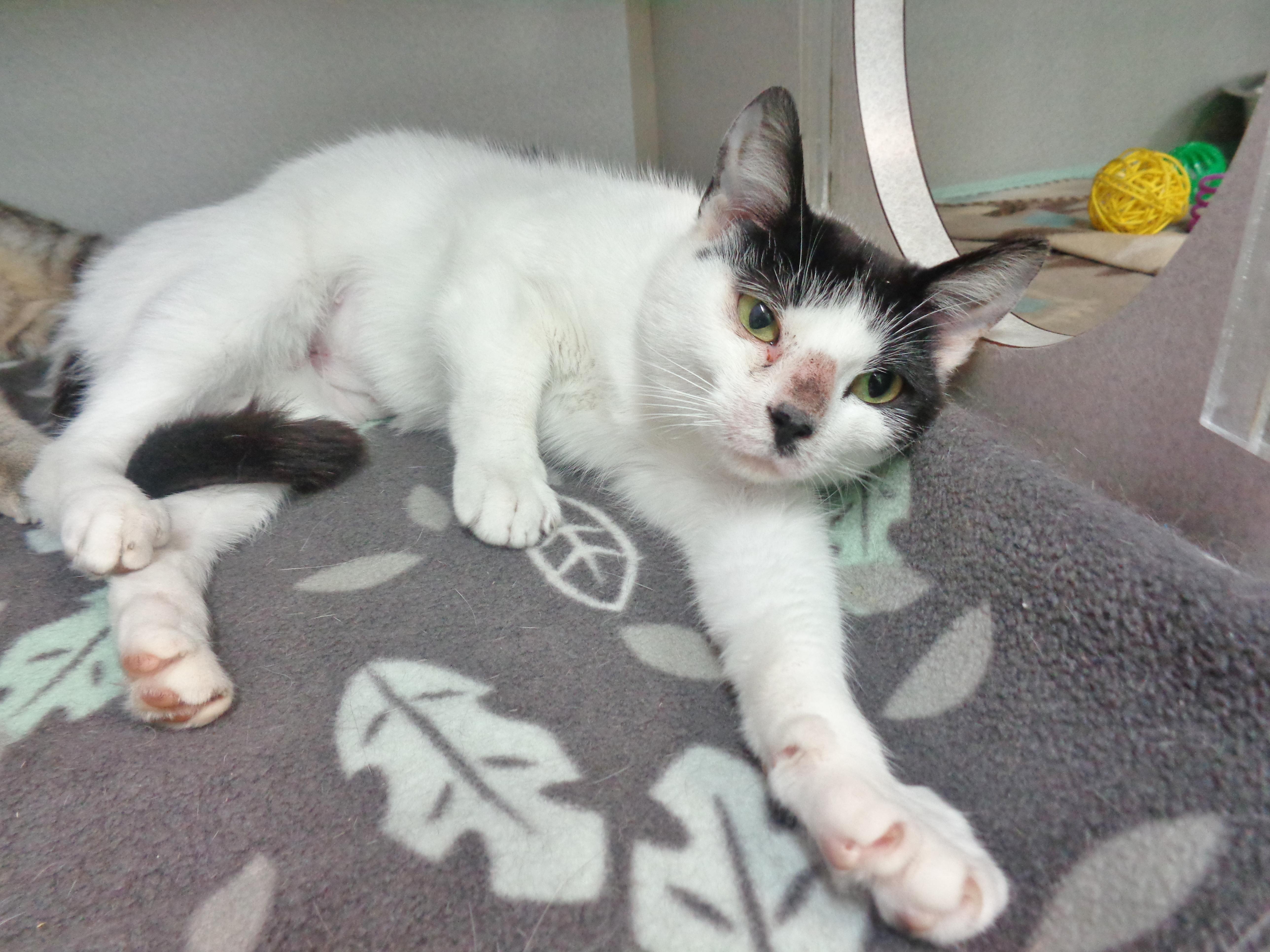 ALLEY, a Adoptable Domestic Short Hair in Delhi, NY image 5/6