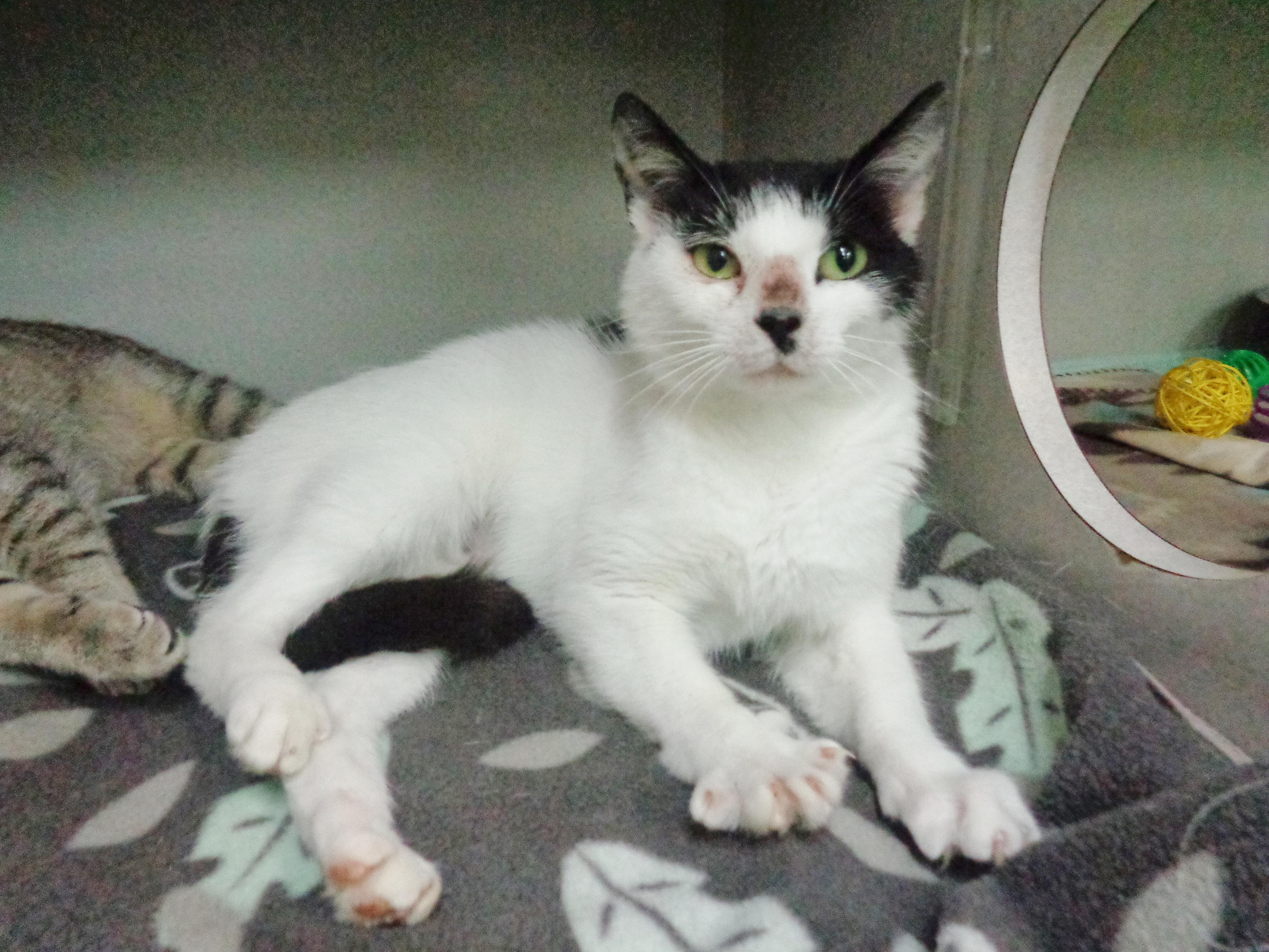 ALLEY, a Adoptable Domestic Short Hair in Delhi, NY image 6/6