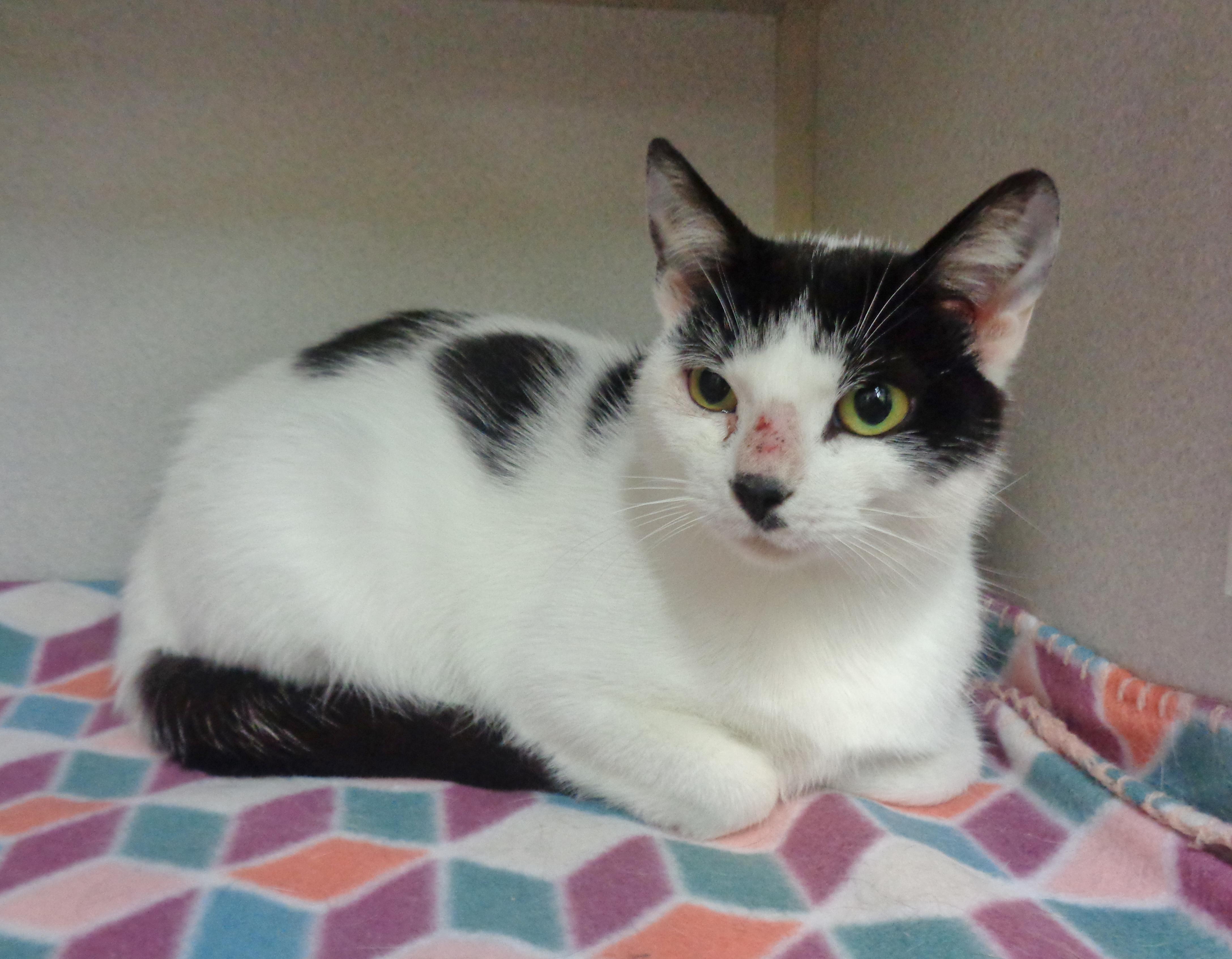 ALLEY, a Adoptable Domestic Short Hair in Delhi, NY image 2/6