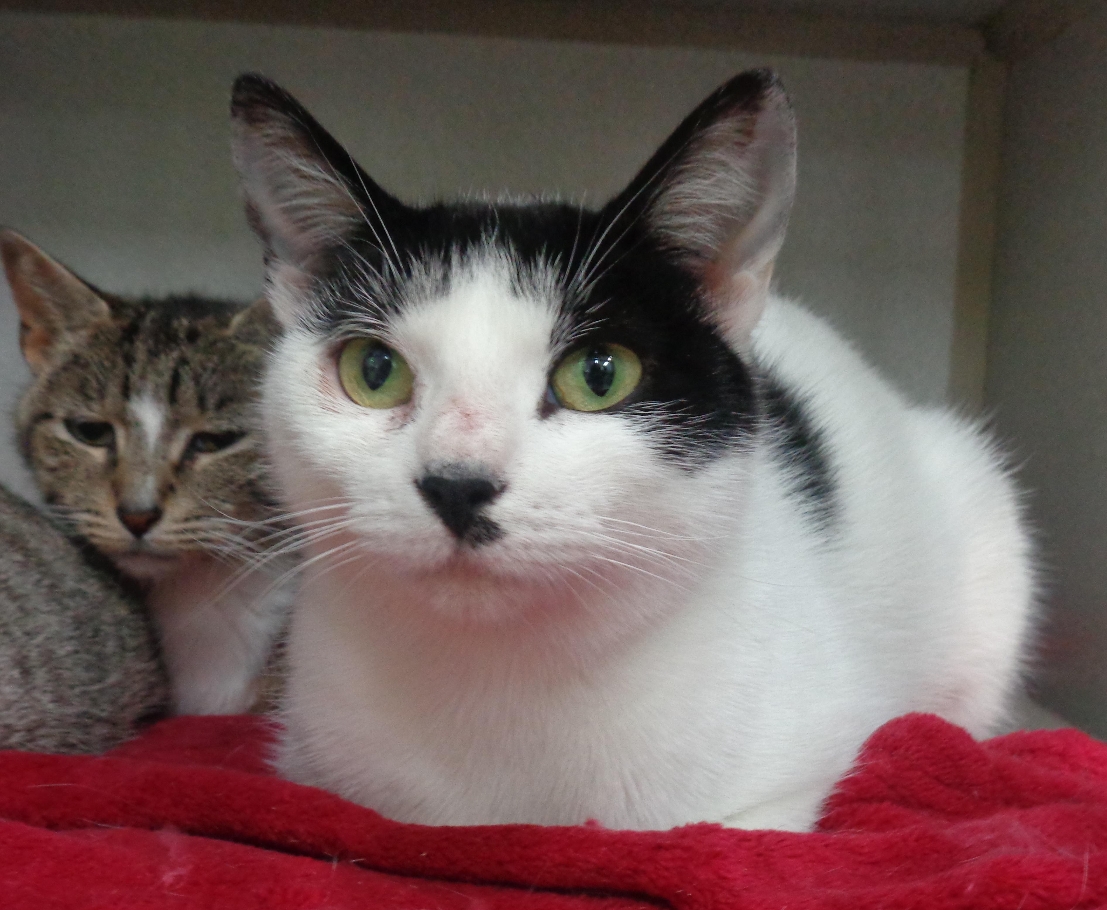 ALLEY, Adoptable, Young Female Domestic Short Hair.