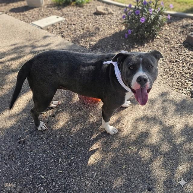 GIGI, Adoptable, Adult Female Pit Bull Terrier.
