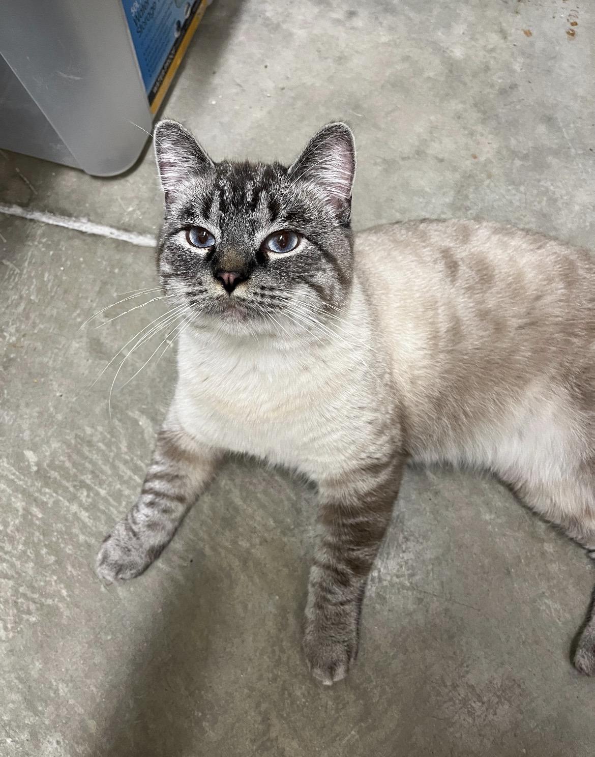 Spellbound, Adopted, Adult Male Siamese.