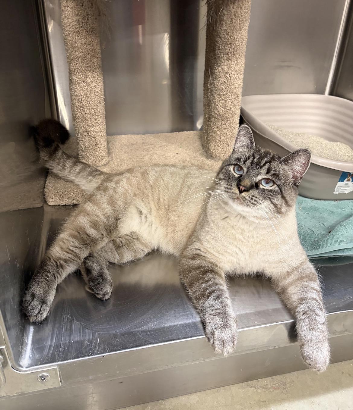 Spellbound, a Adopted Siamese in Tustin, CA image 2/2