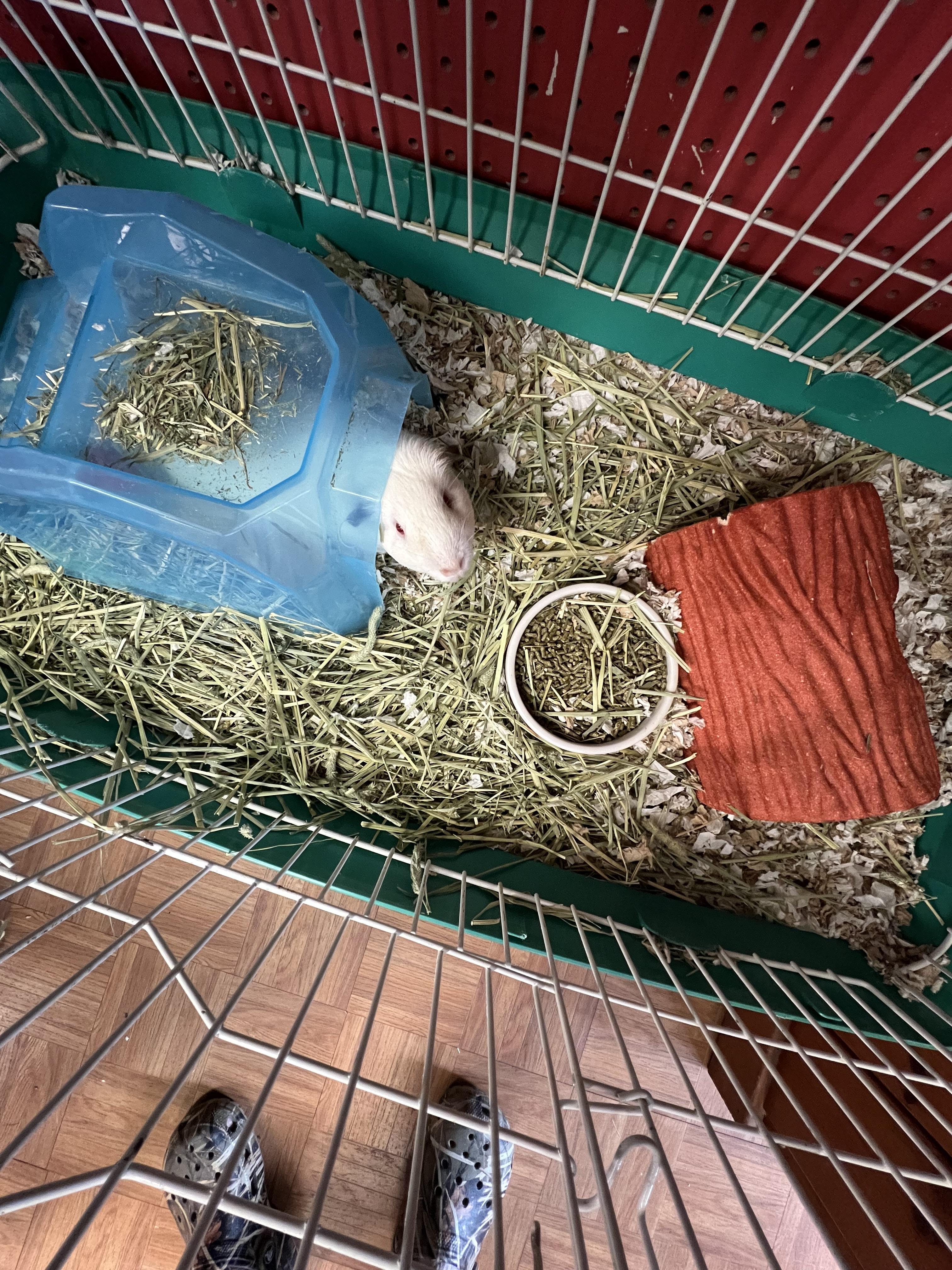 Victor, a ADOPTABLE Guinea Pig in Hillsborough, NJ image 4/5