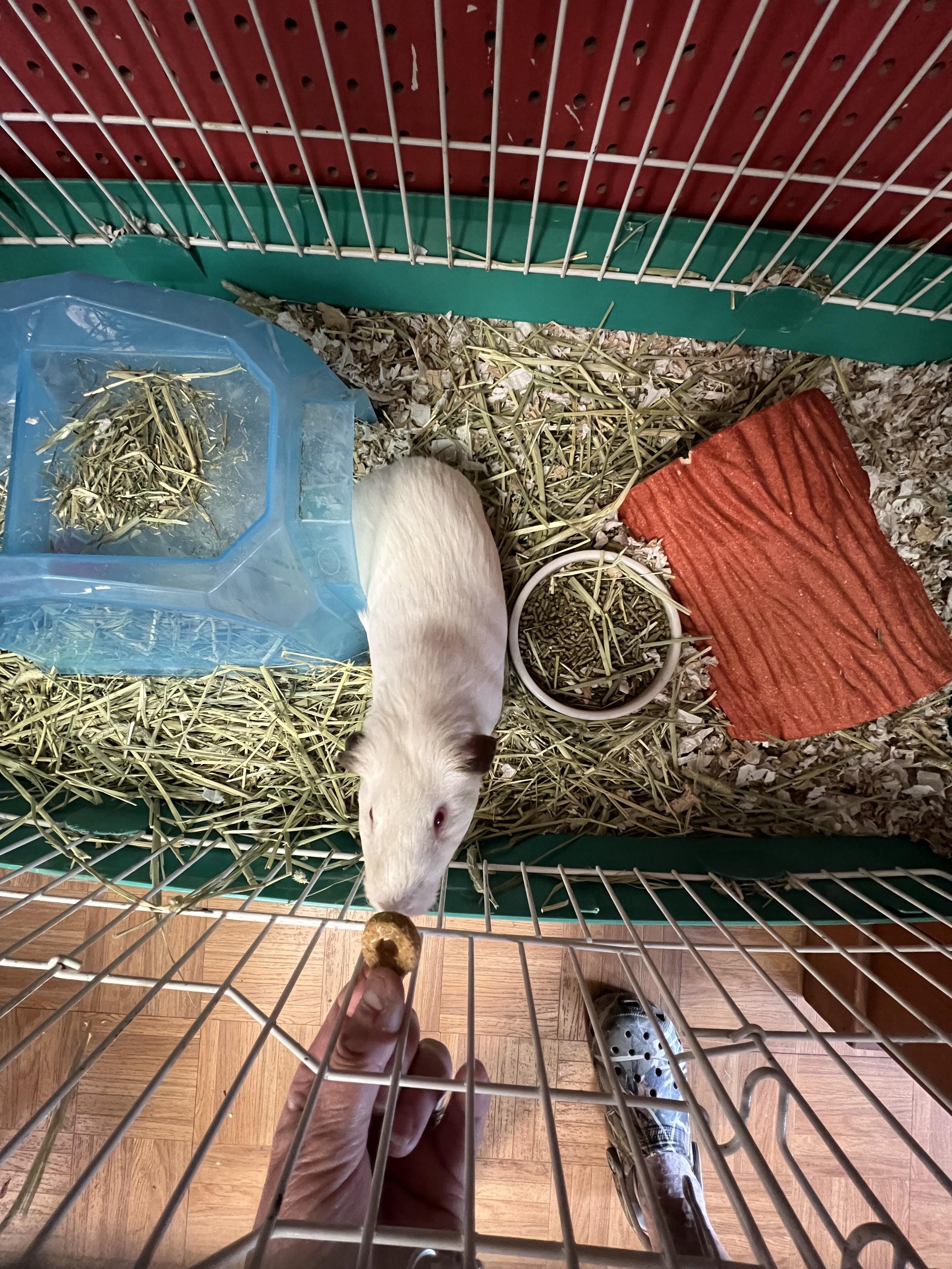 Victor, a ADOPTABLE Guinea Pig in Hillsborough, NJ image 5/5