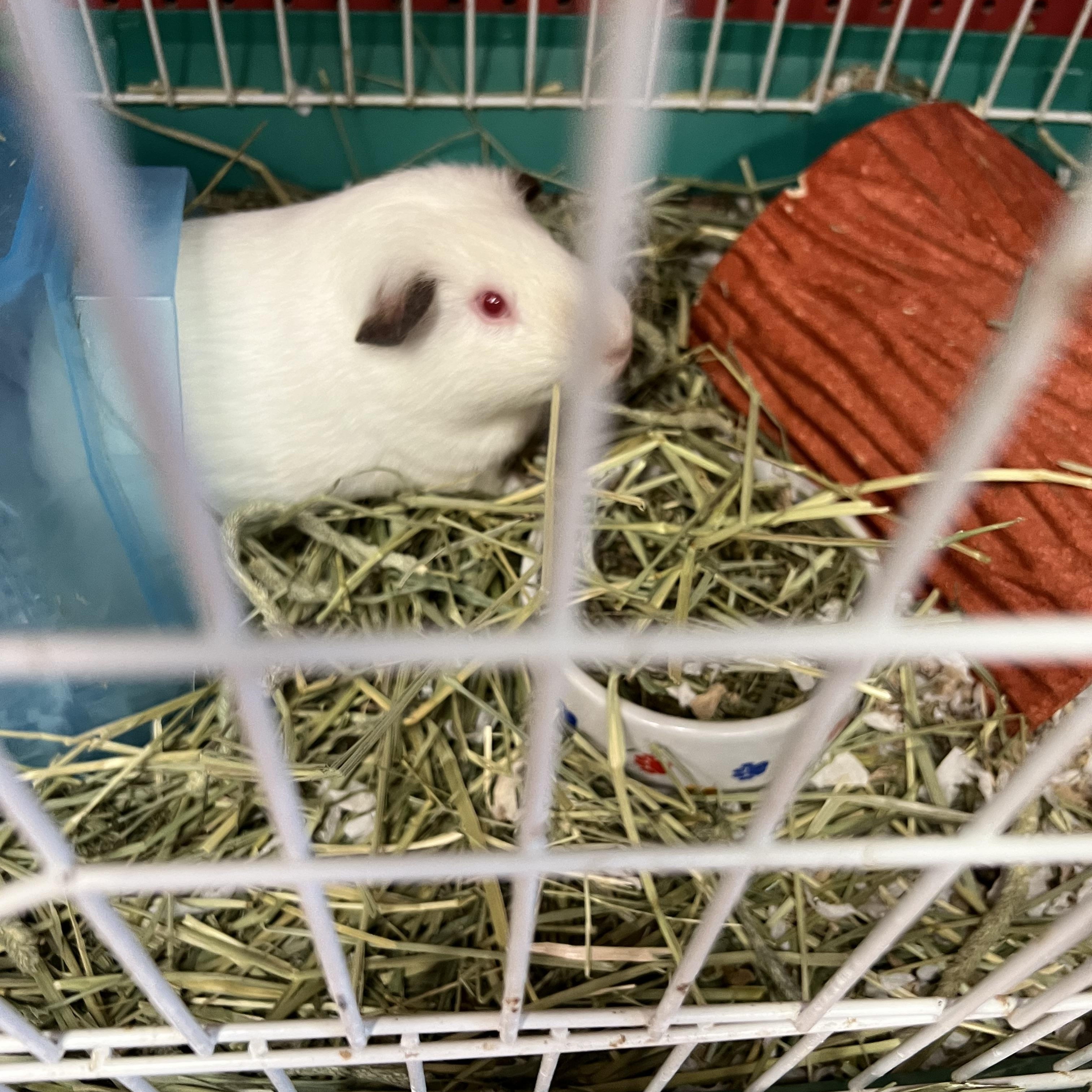 Victor, ADOPTABLE, Adult Male Guinea Pig.