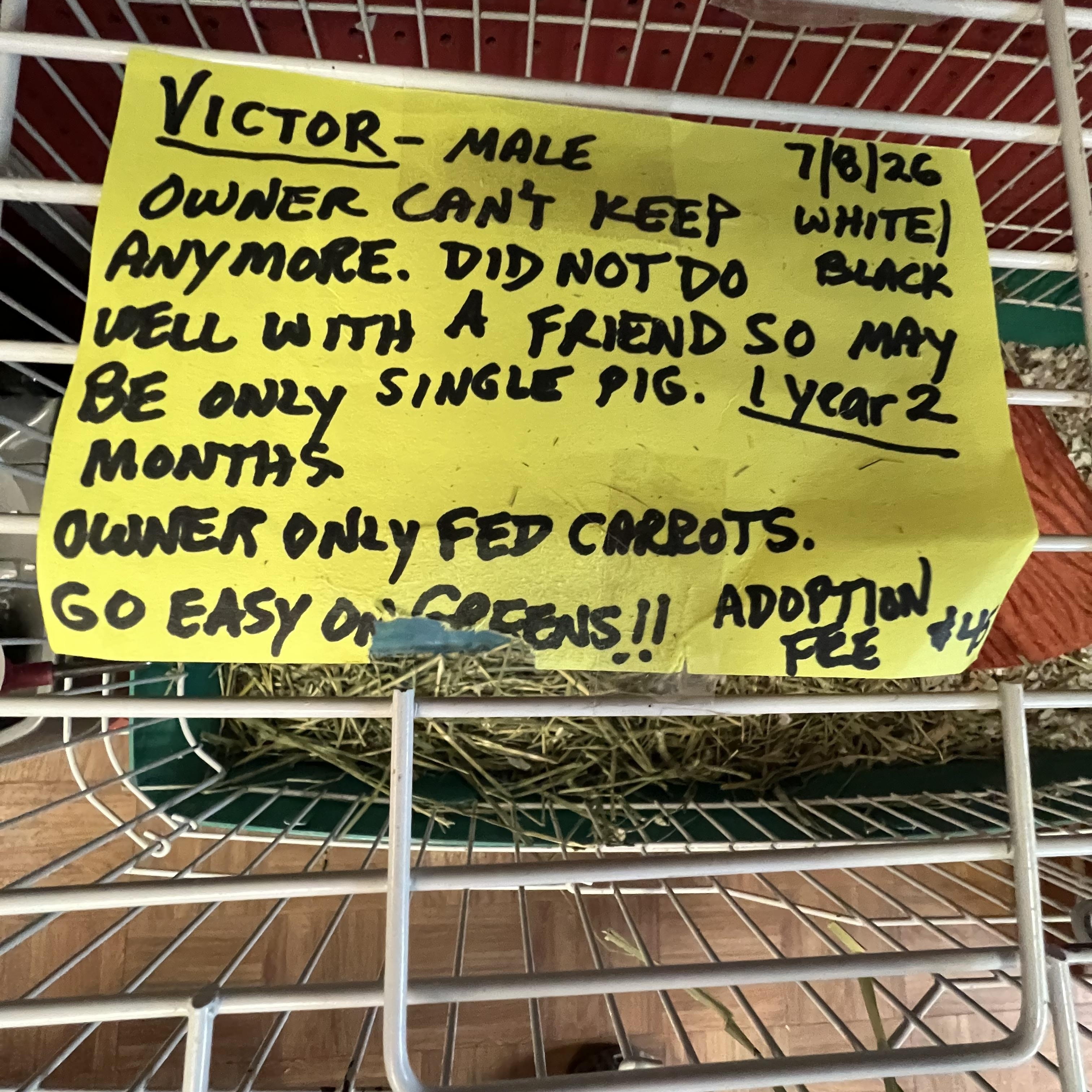 Victor, a ADOPTABLE Guinea Pig in Hillsborough, NJ image 2/5