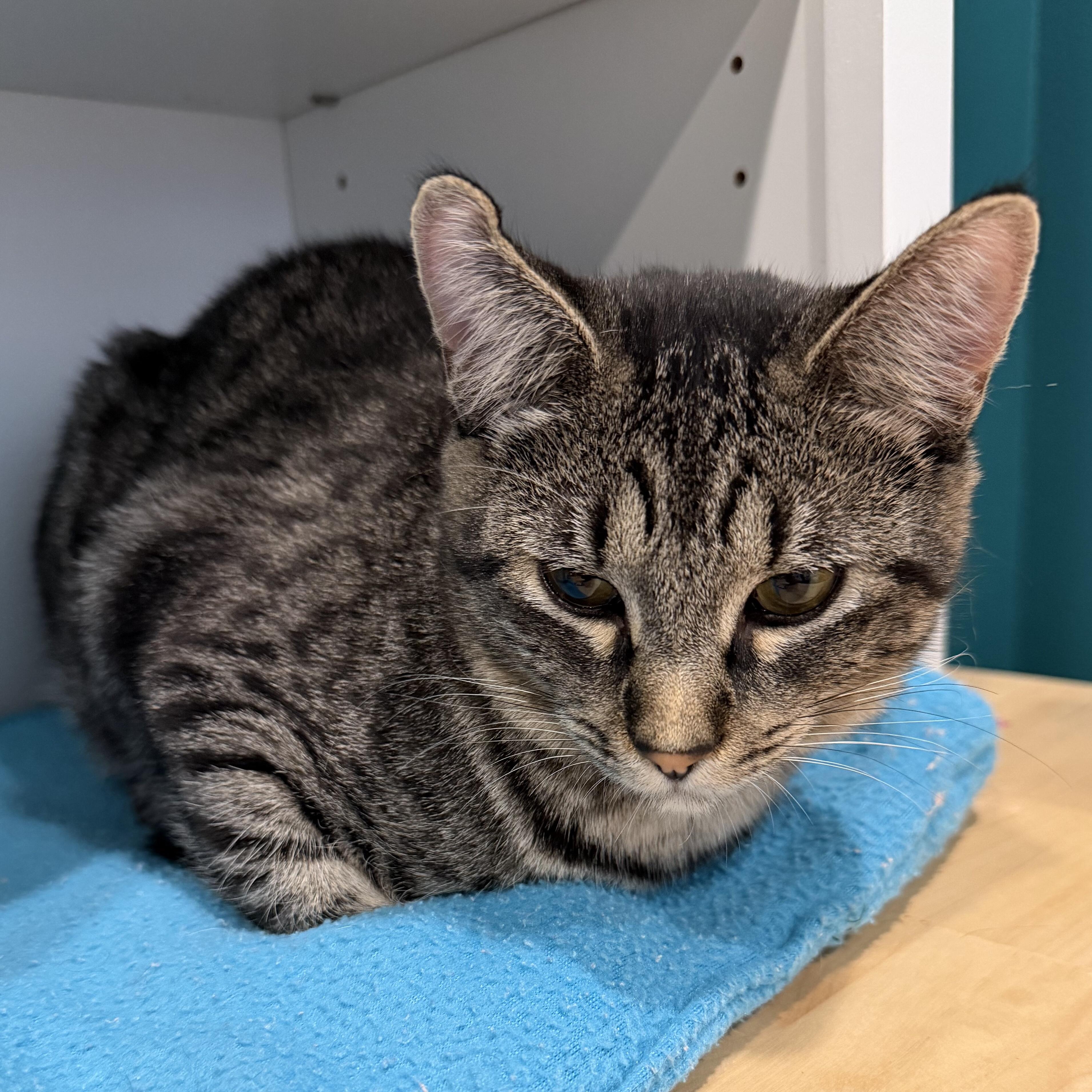 Enlarge Callie, a Adoptable Domestic Short Hair in Puyallup, WA image 2/5