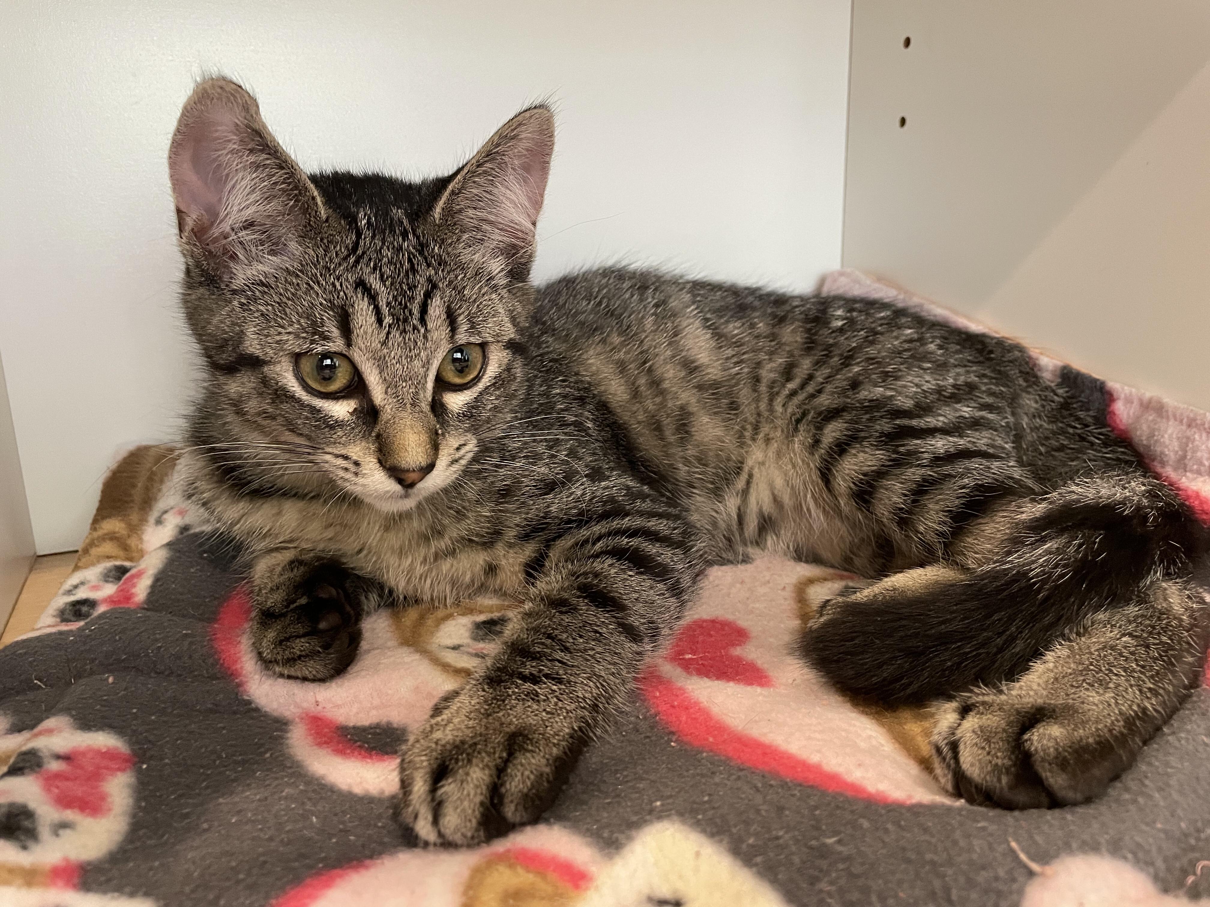 Enlarge Callie, a Adoptable Domestic Short Hair in Puyallup, WA image 5/5