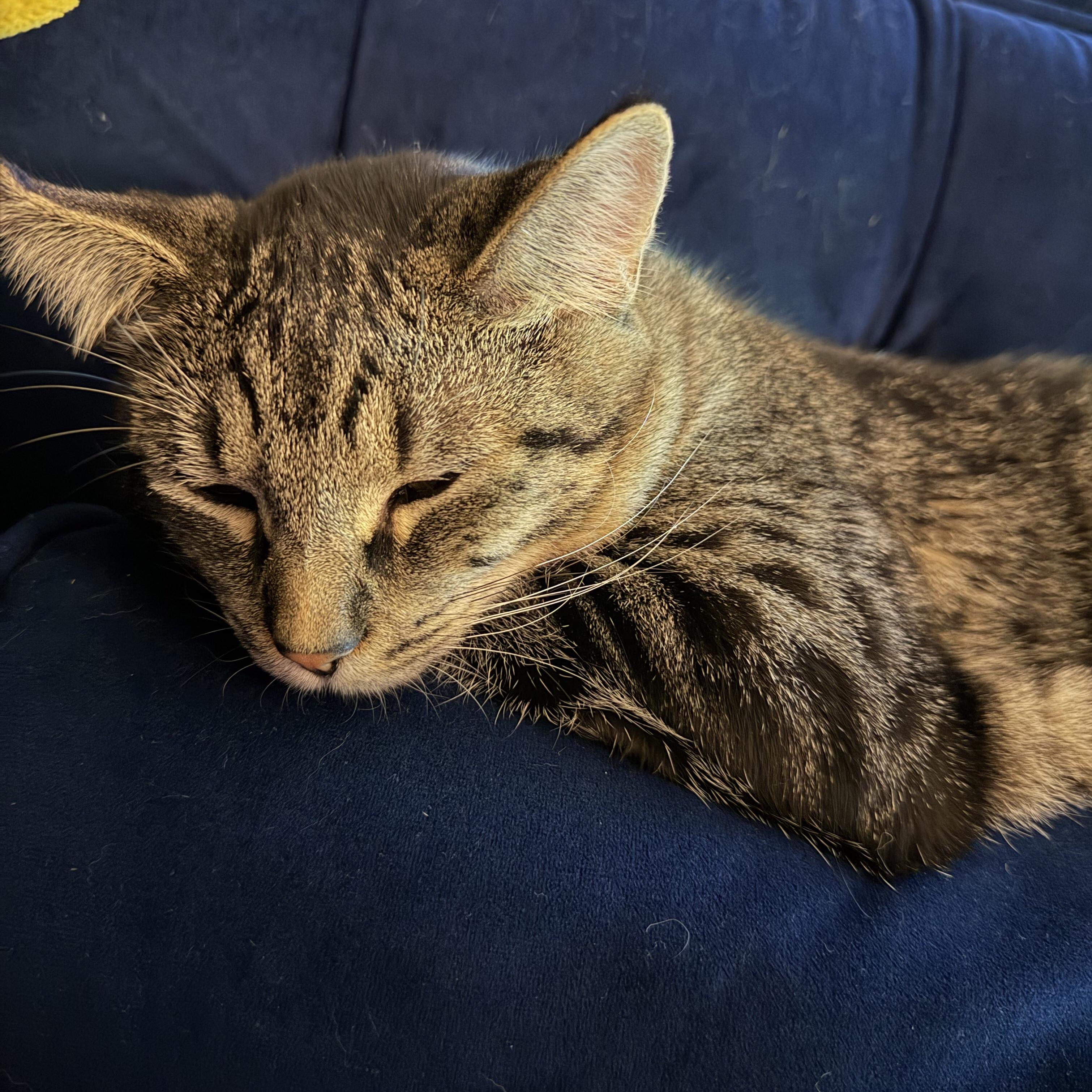 Enlarge Callie, a Adoptable Domestic Short Hair in Puyallup, WA image 4/5