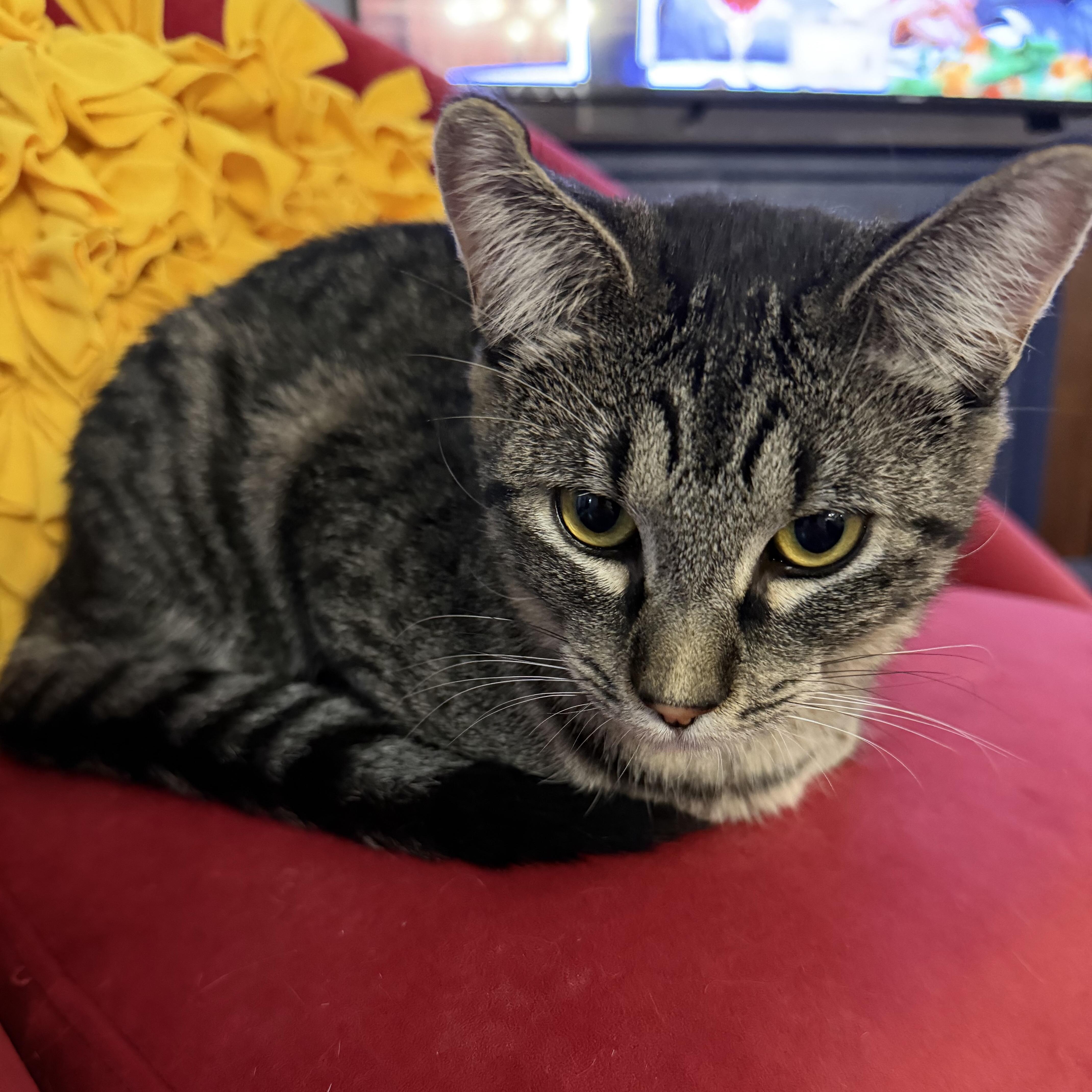 Enlarge Callie, a Adoptable Domestic Short Hair in Puyallup, WA image 1/5