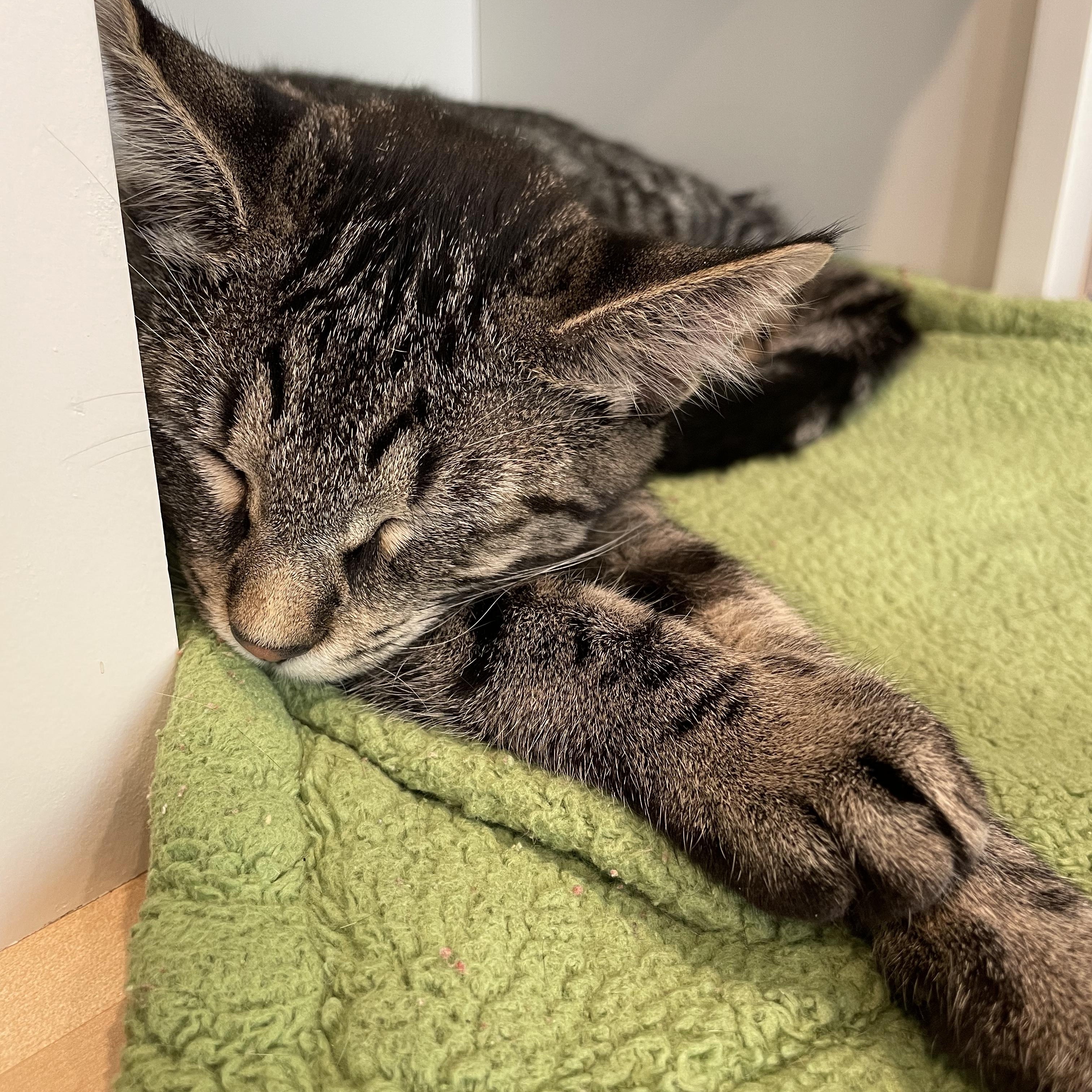 Enlarge Callie, a Adoptable Domestic Short Hair in Puyallup, WA image 3/5