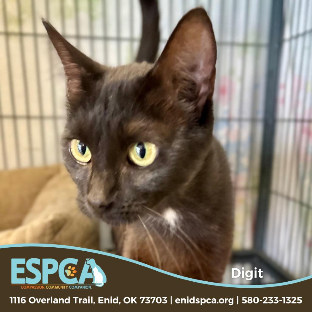 Enlarge Digit, a Adoptable Domestic Short Hair in Enid, OK image 1/2