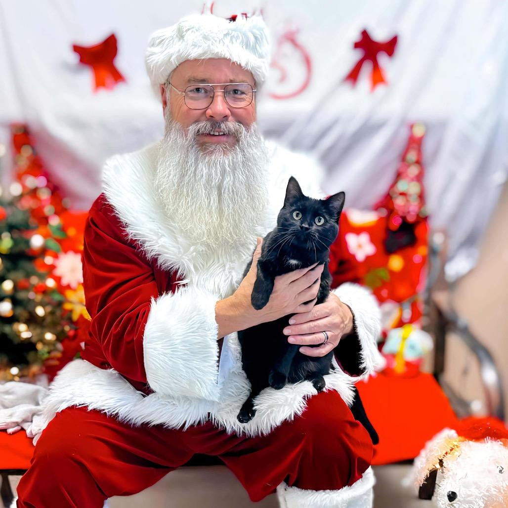 Digit, a Adoptable Domestic Short Hair in Enid, OK image 2/4