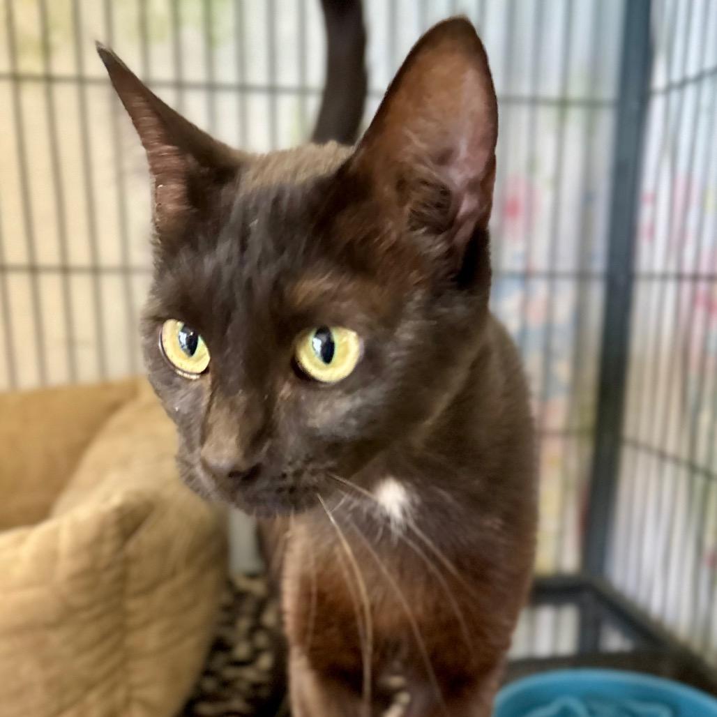 Enlarge Digit, a Adoptable Domestic Short Hair in Enid, OK image 2/2