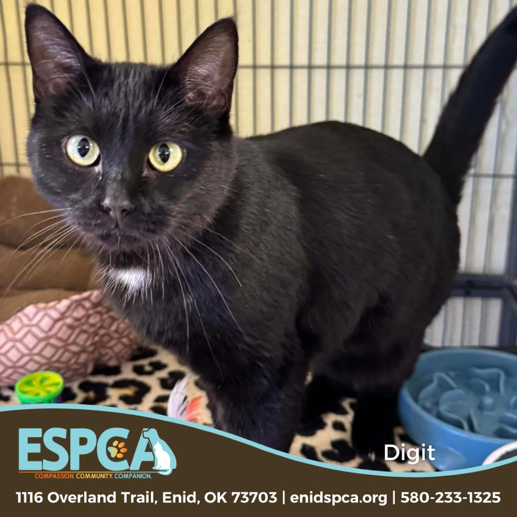 Enlarge Digit, a Adoptable Domestic Short Hair in Enid, OK image 4/5