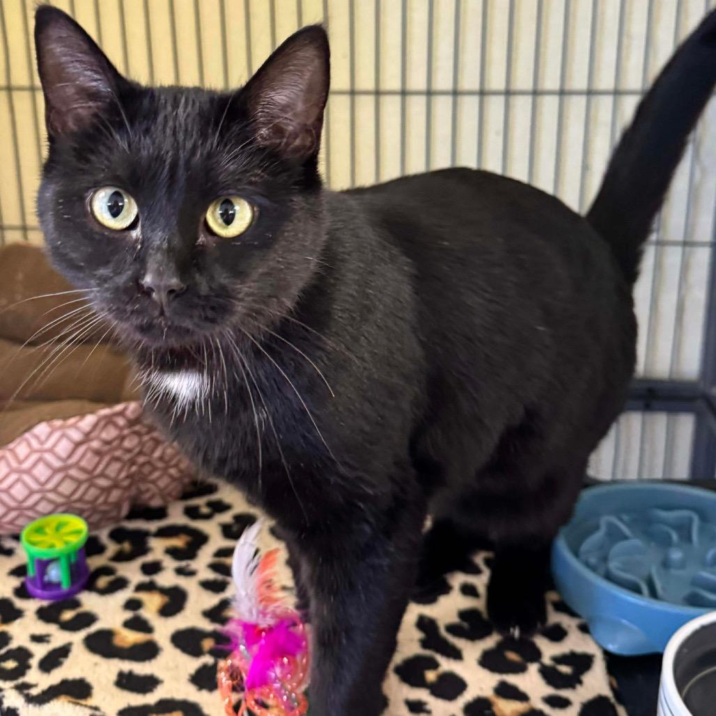 Digit — thumbnail 5