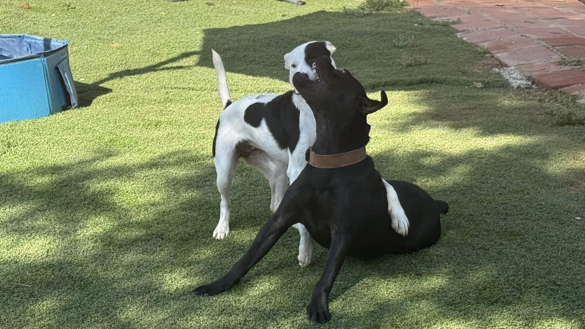 Calie — thumbnail 2