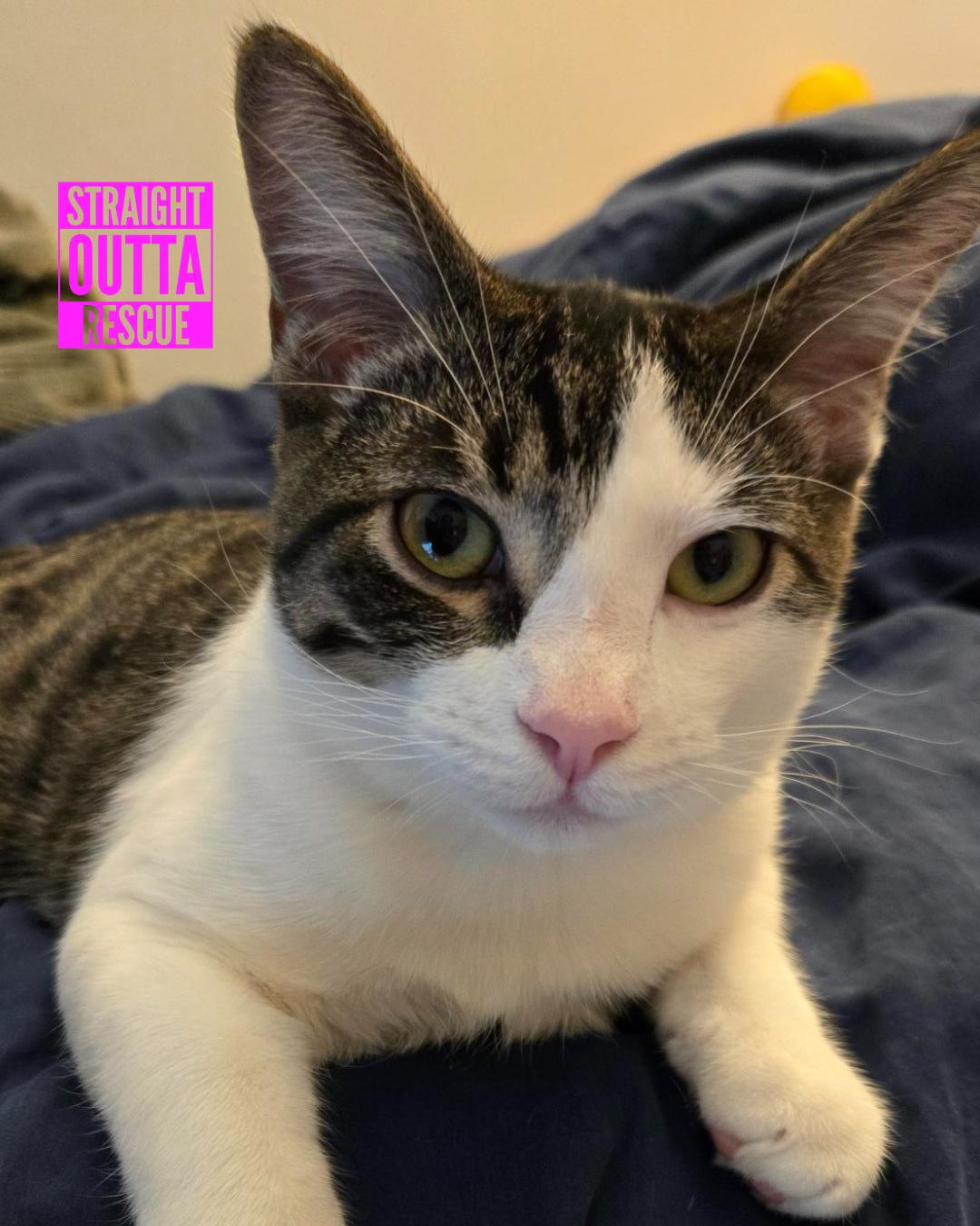 Phoenix - New pics, a Adoptable Domestic Short Hair in Vancouver, BC image 4/6