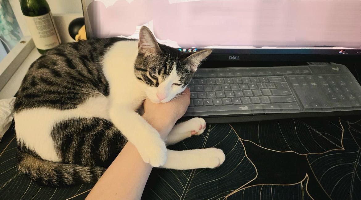 Phoenix - New pics, a Adoptable Domestic Short Hair in Vancouver, BC image 5/6