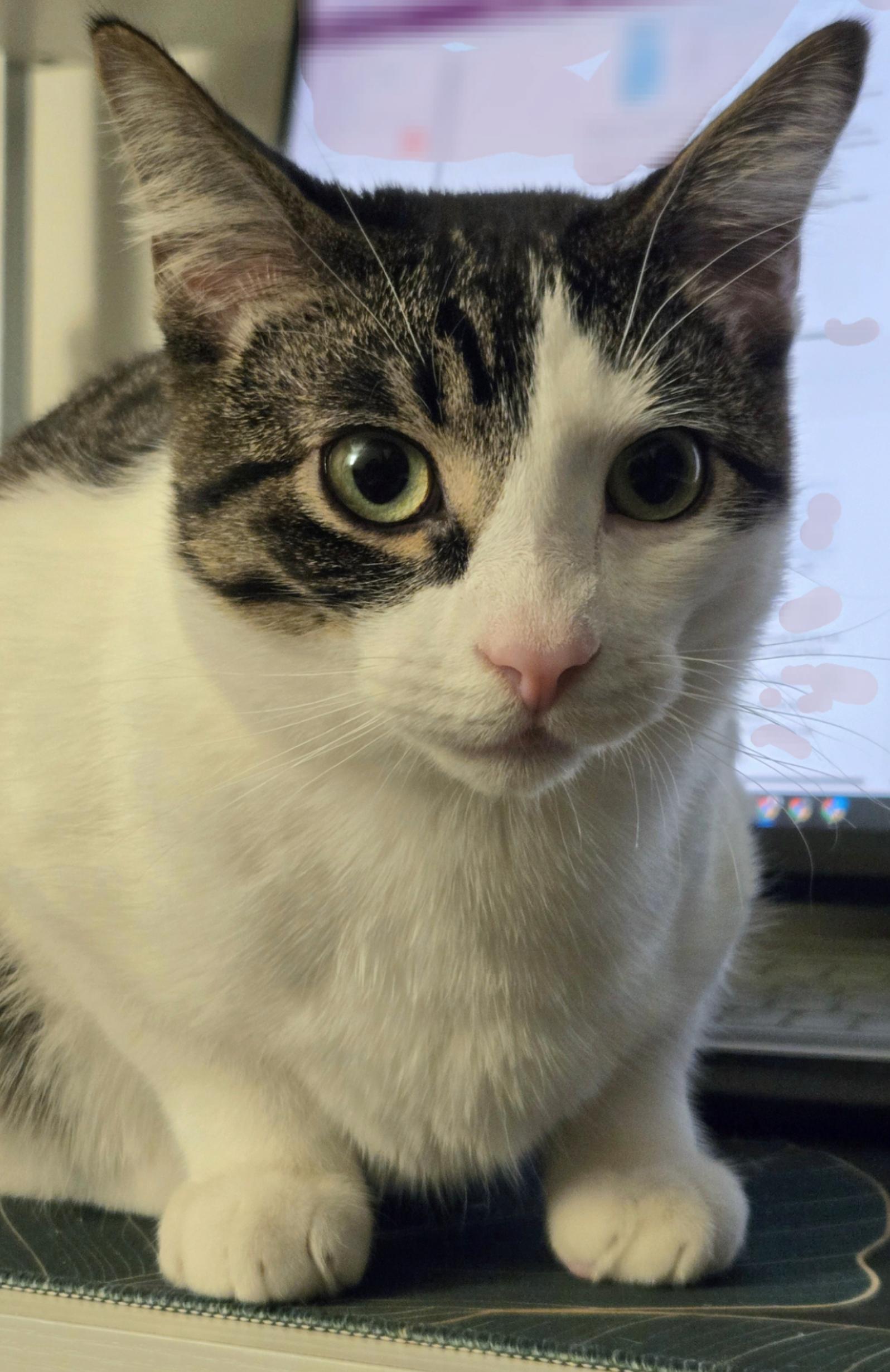 Phoenix - New pics, a Adoptable Domestic Short Hair in Vancouver, BC image 1/6