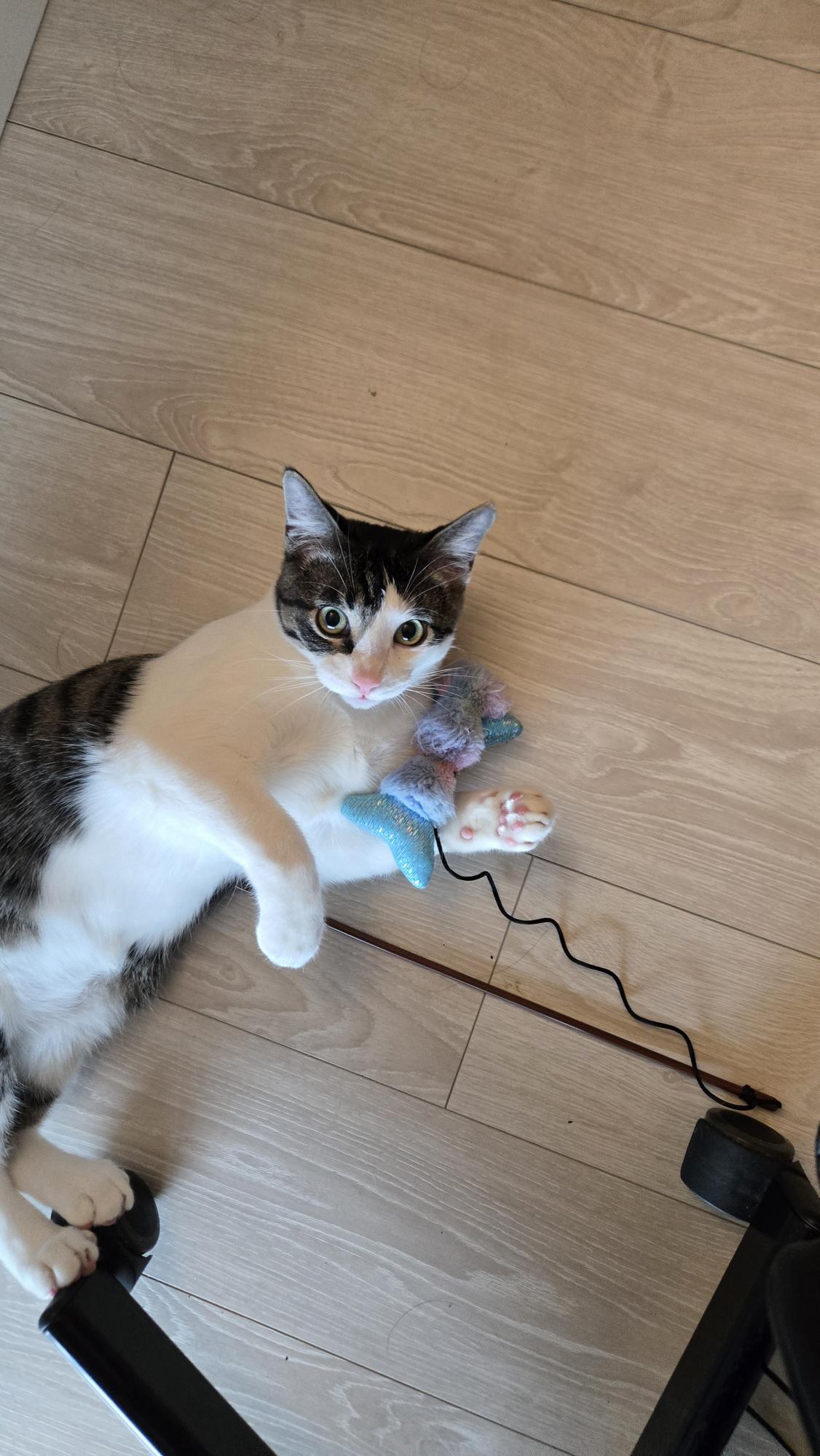 Phoenix - New pics, a Adoptable Domestic Short Hair in Vancouver, BC image 6/6