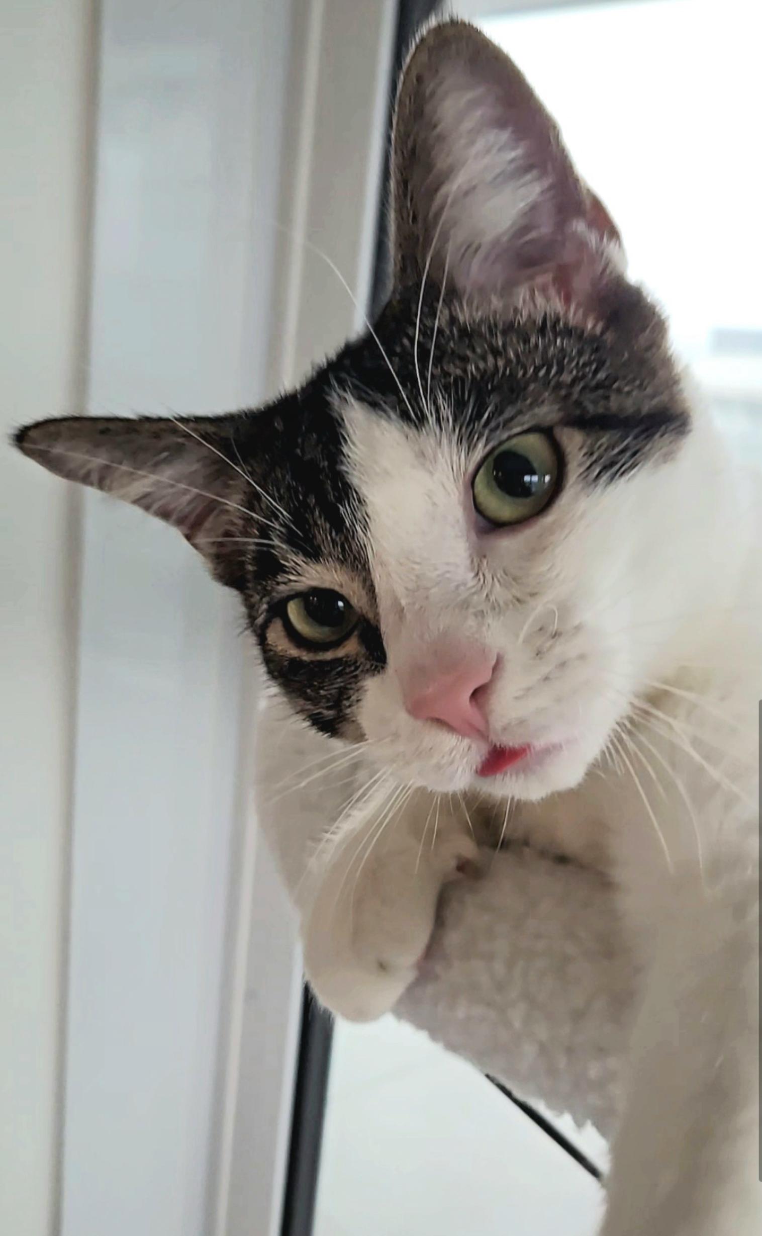 Phoenix - New pics, a Adoptable Domestic Short Hair in Vancouver, BC image 2/6