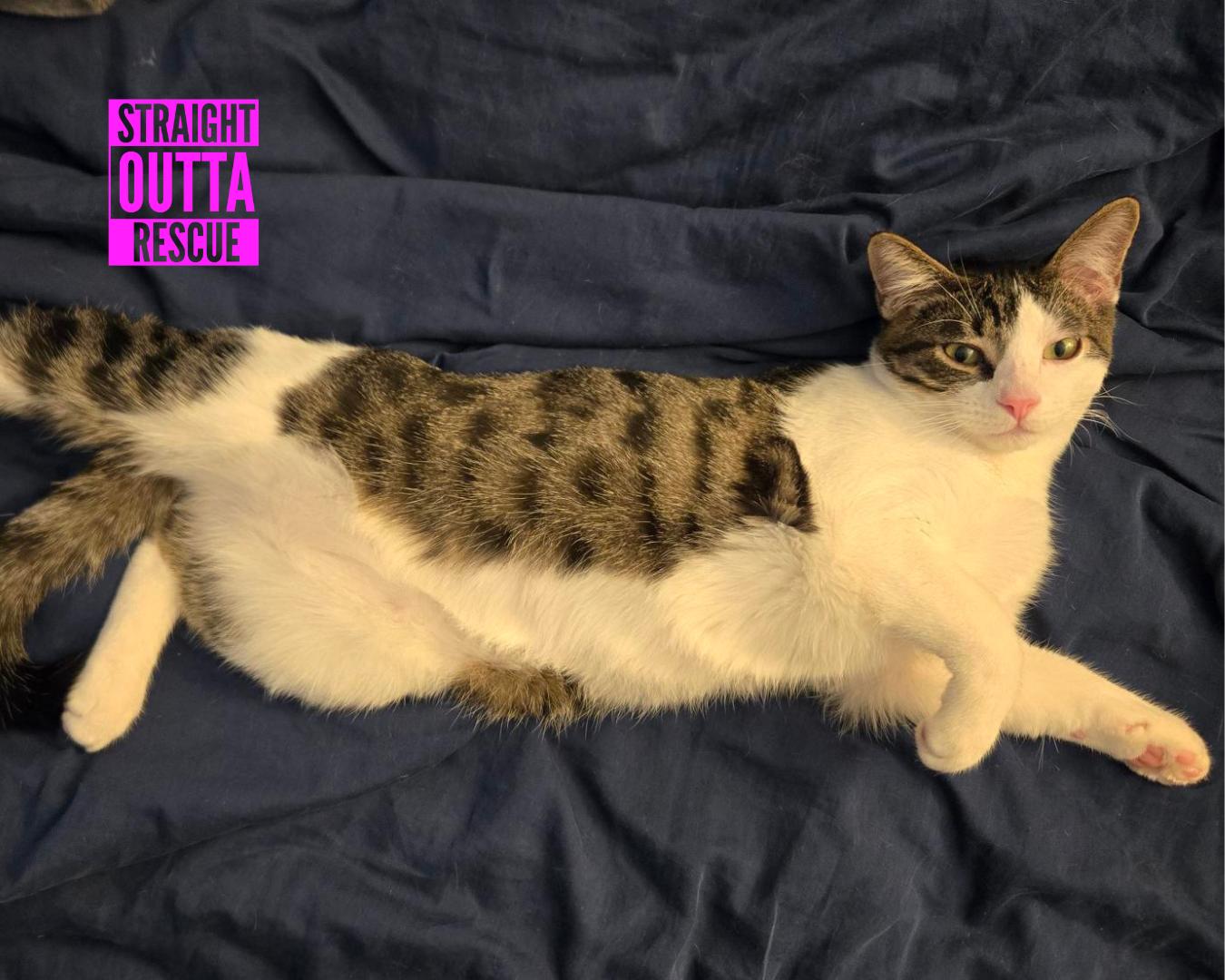 Phoenix - New pics, a Adoptable Domestic Short Hair in Vancouver, BC image 3/6