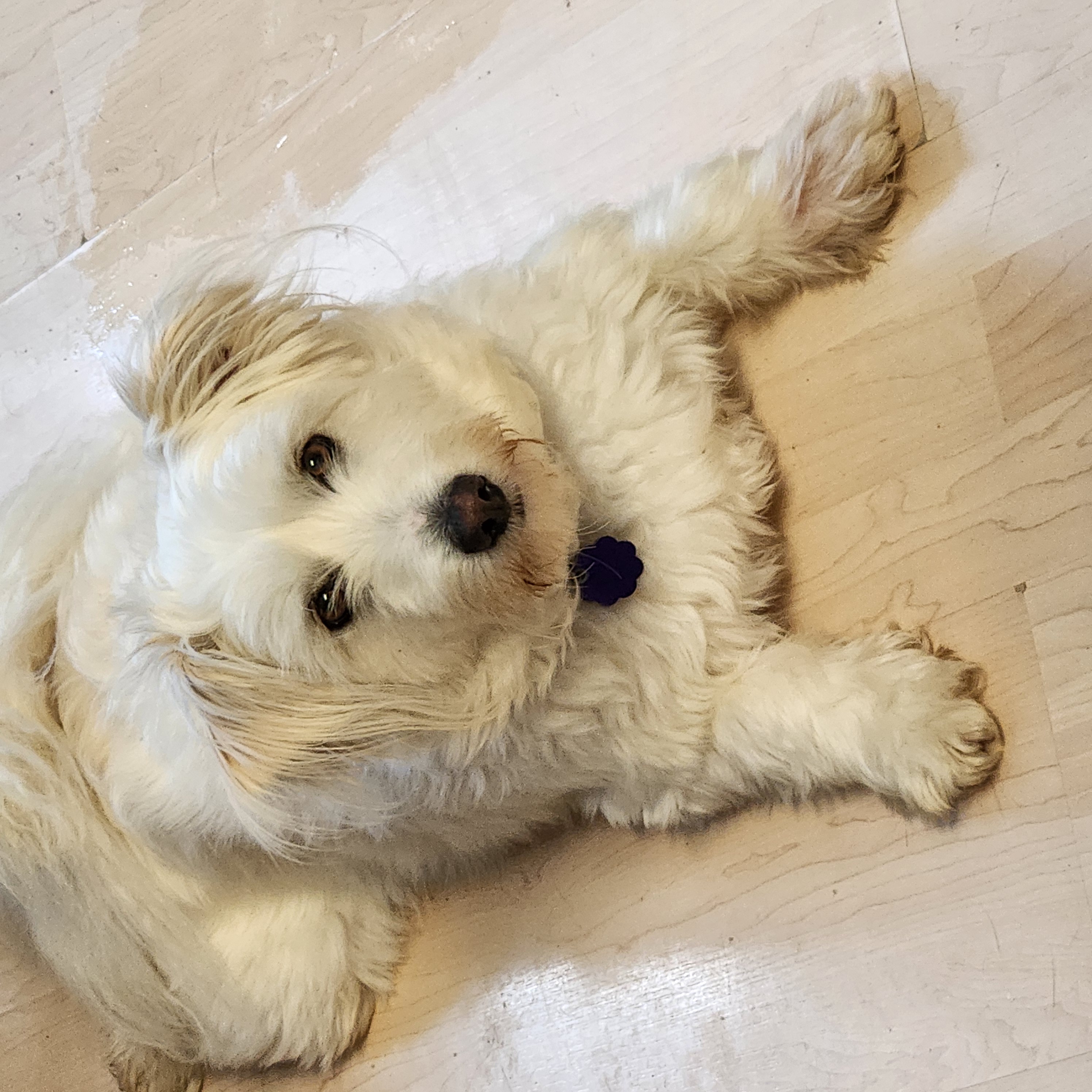 Dog for adoption Leo, a Terrier Mix in Chatham, ON Petfinder