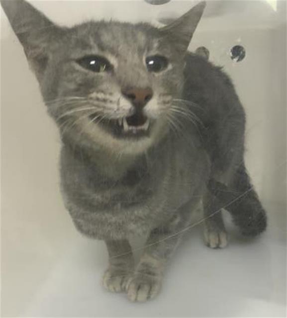 A250723, Adoptable, Young Female Domestic Short Hair & Domestic Short Hair.