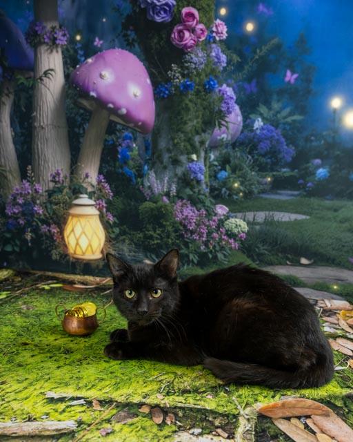 Enlarge Tate, a ADOPTABLE Domestic Short Hair in Lapeer, MI image 6/6