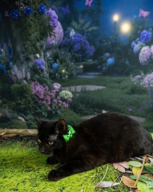 Enlarge Tate, a ADOPTABLE Domestic Short Hair in Lapeer, MI image 1/6