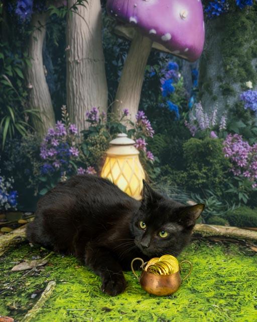 Enlarge Tate, a ADOPTABLE Domestic Short Hair in Lapeer, MI image 5/6