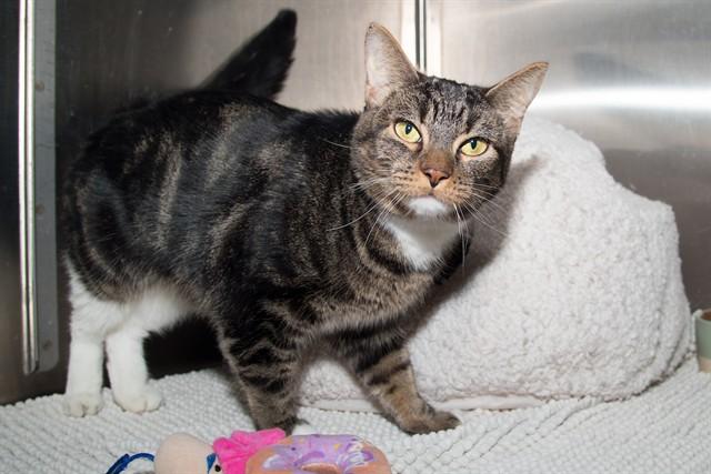 MARIE, Adoptable, Adult Female Domestic Short Hair.