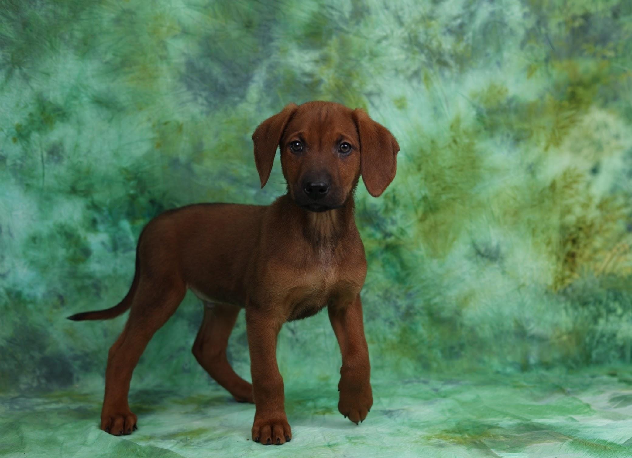 Muffin, ADOPTABLE, Puppy Female Black and Tan Coonhound & Husky.