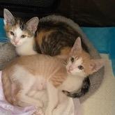 Matthew, Adoptable, Kitten Male Domestic Short Hair.