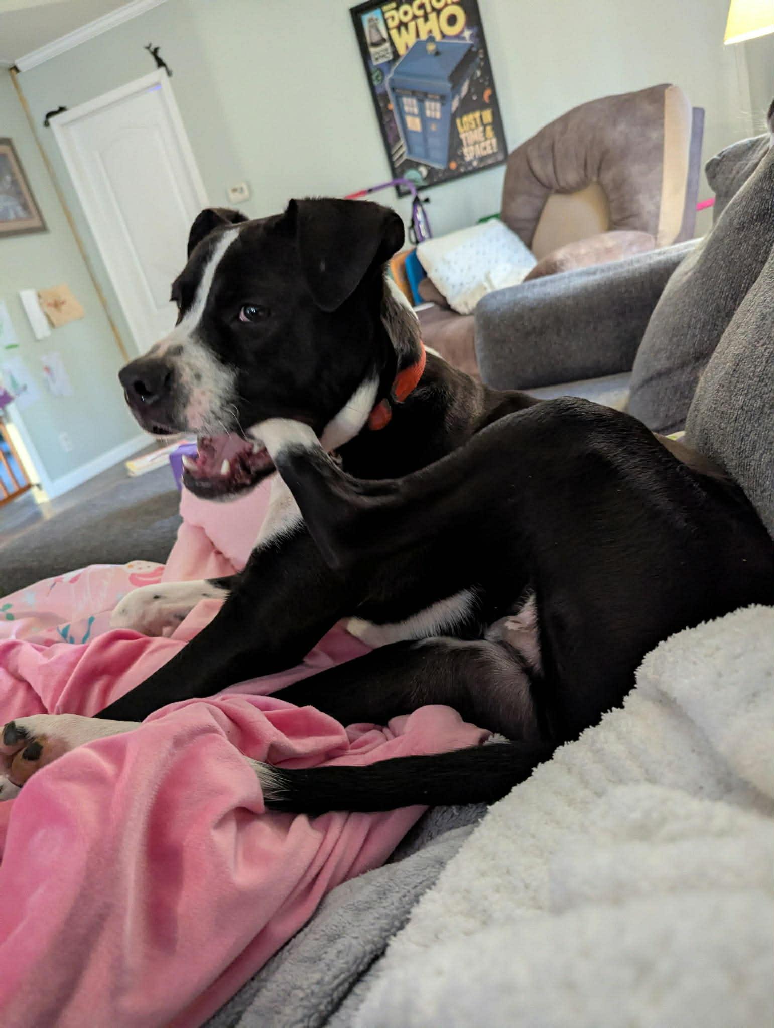 Enlarge Bubba, a ADOPTABLE Boxer in Campbellsville, KY image 4/4