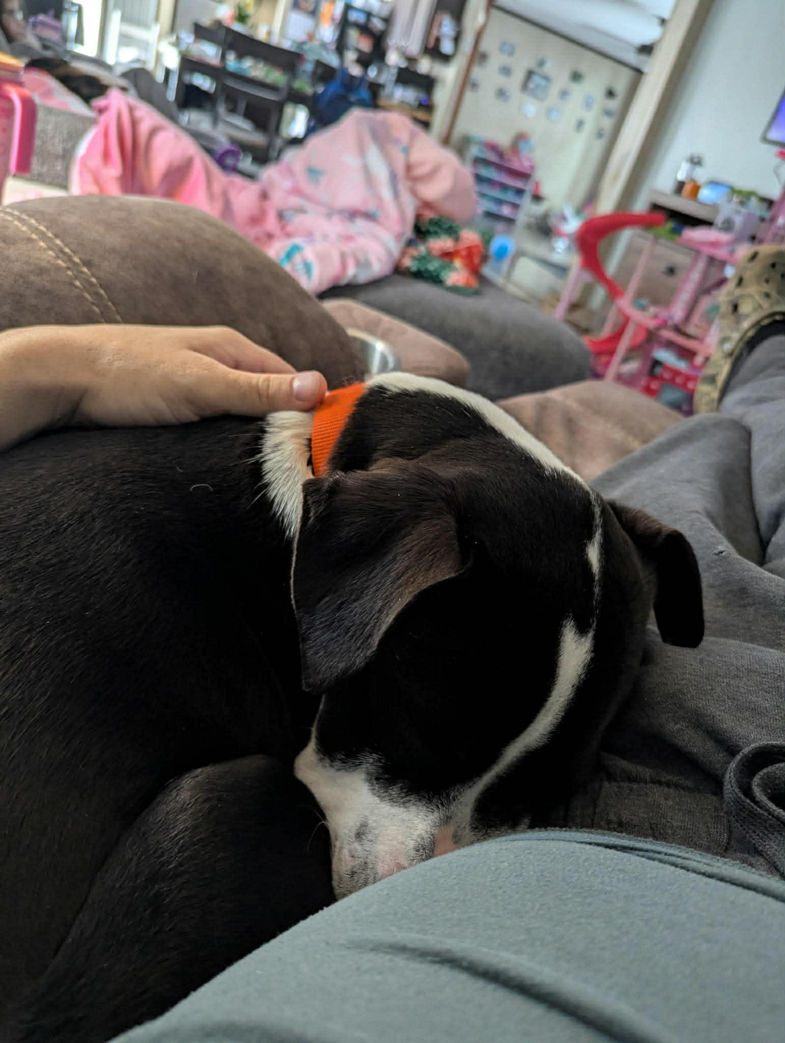 Enlarge Bubba, a ADOPTABLE Boxer in Campbellsville, KY image 3/4