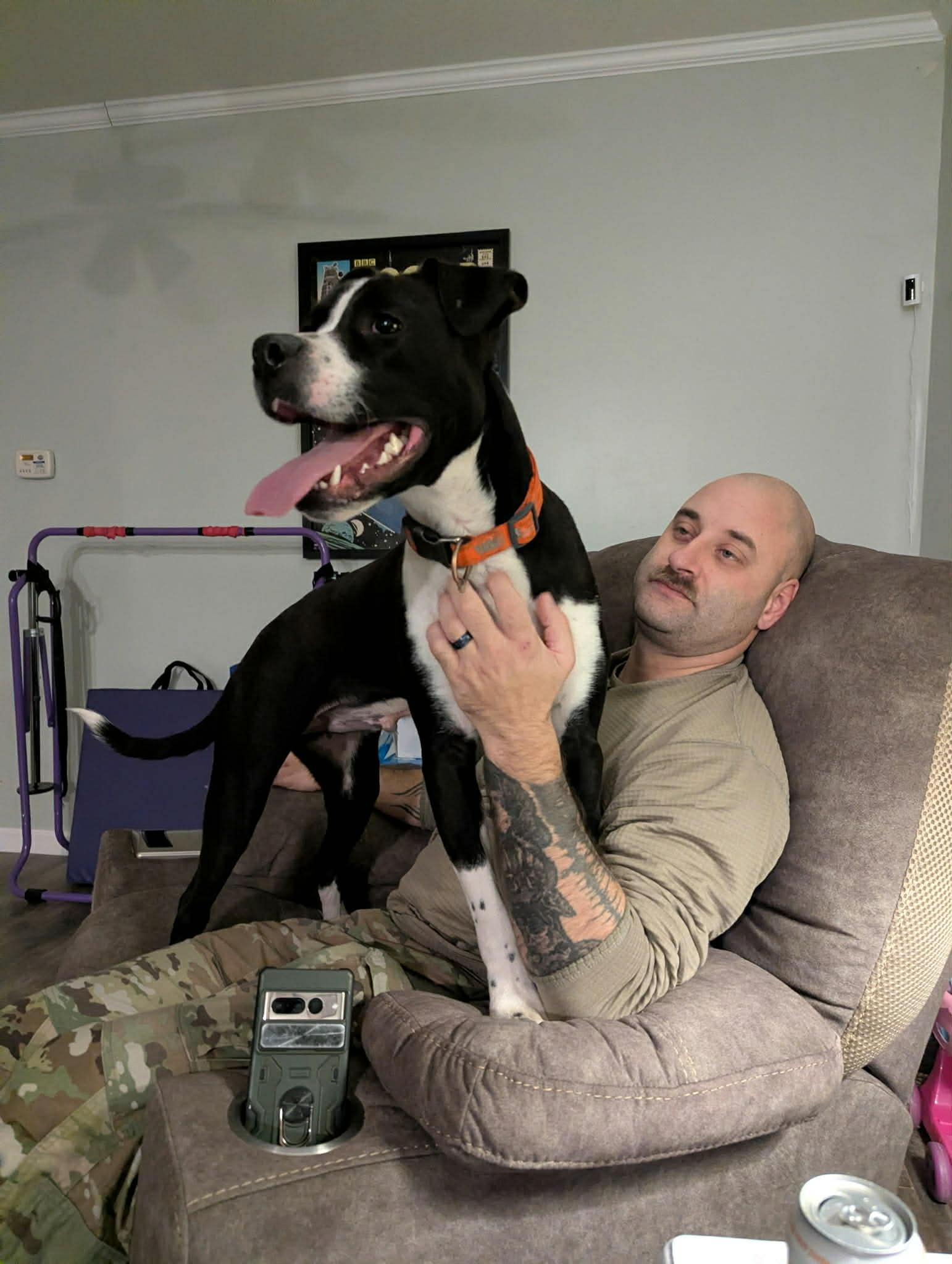 Enlarge Bubba, a ADOPTABLE Boxer in Campbellsville, KY image 2/4