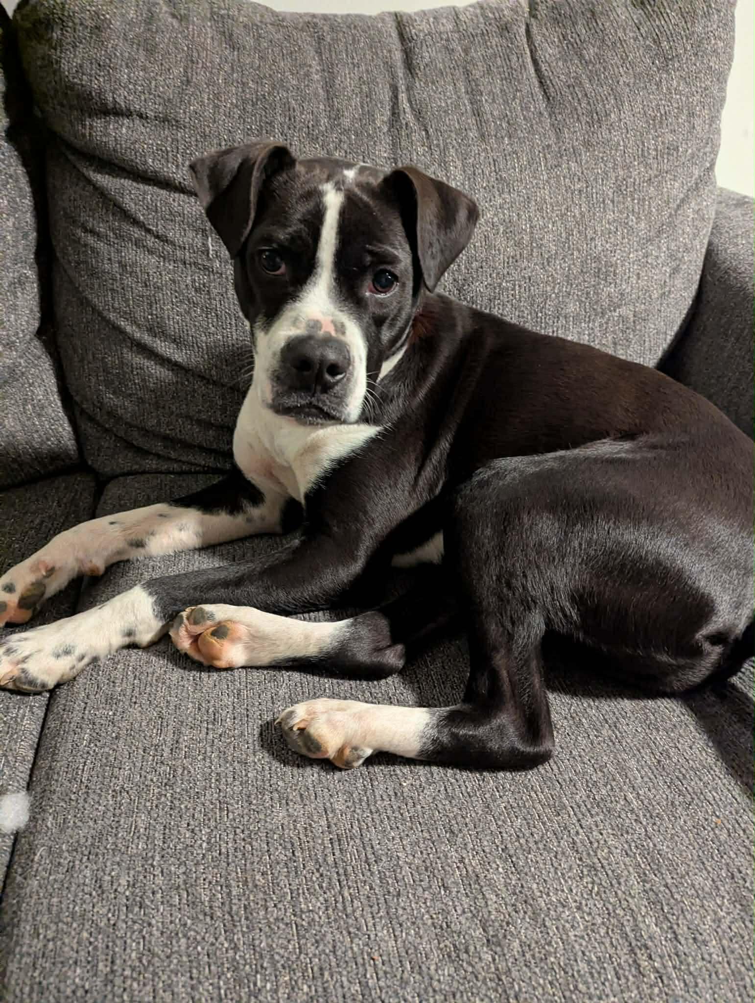 Enlarge Bubba, a ADOPTABLE Boxer in Campbellsville, KY image 1/4