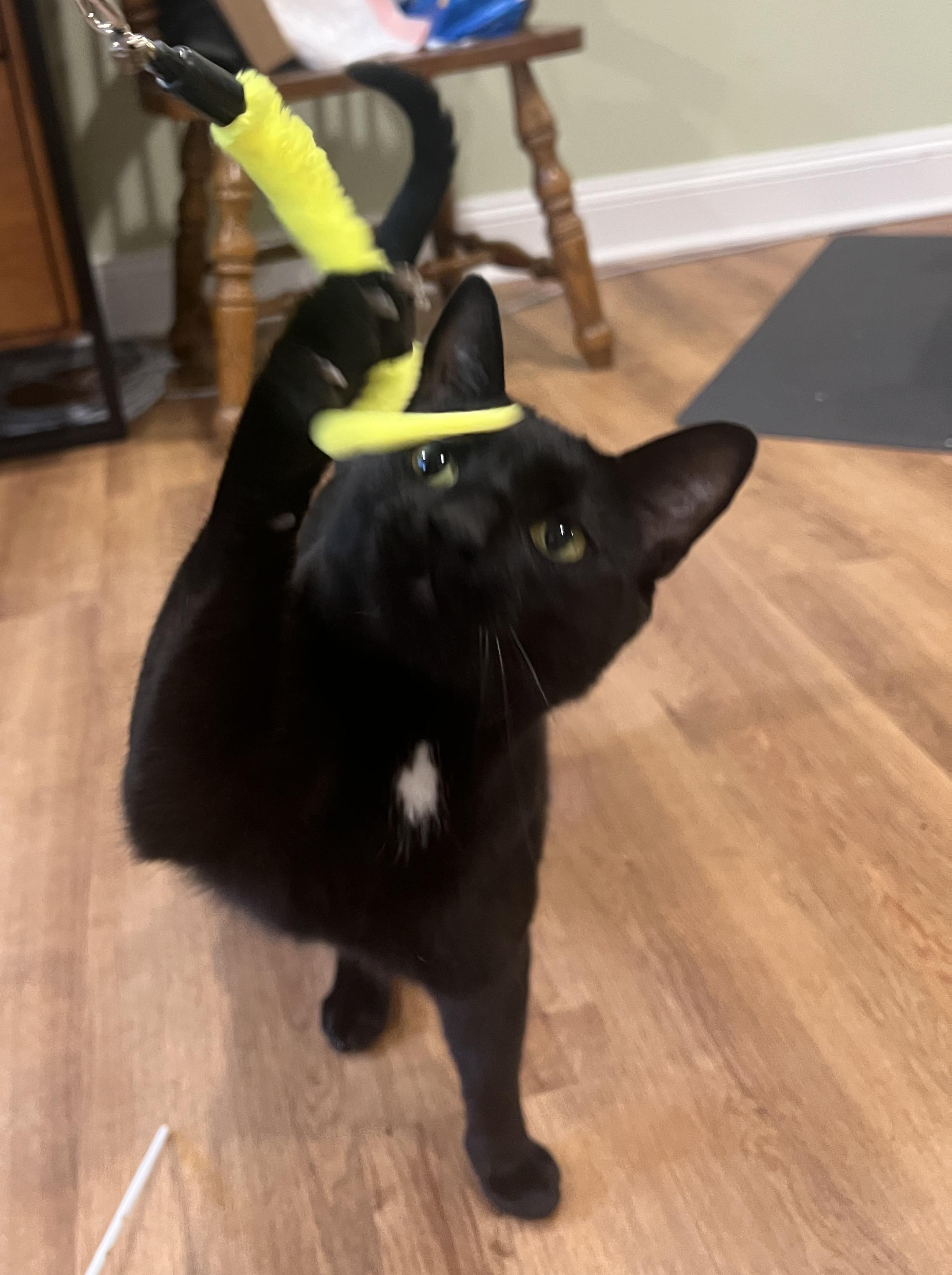 Beemer and Liza, a Adoptable Domestic Short Hair in Closter, NJ image 2/6