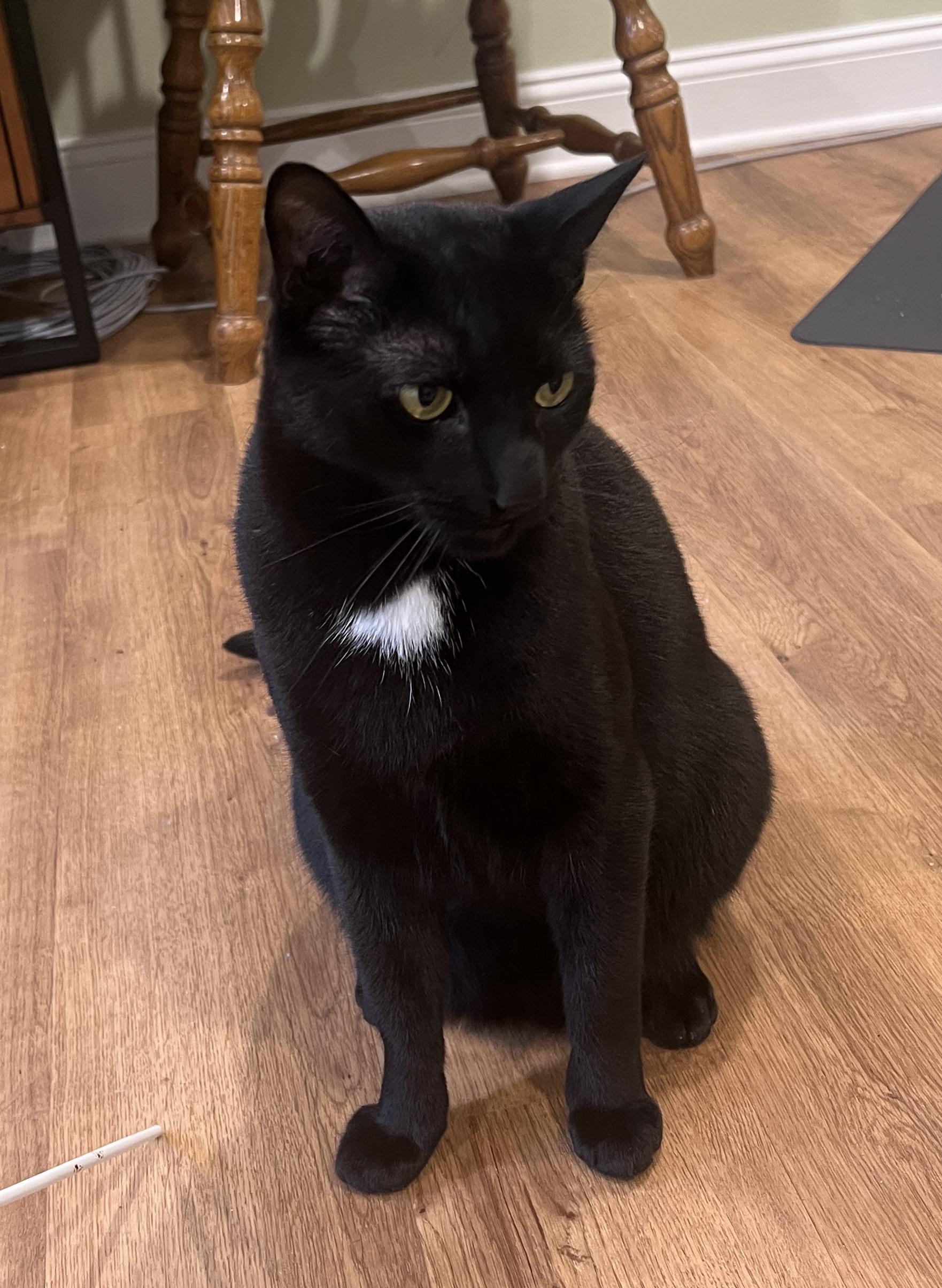 Beemer and Liza, a Adoptable Domestic Short Hair in Closter, NJ image 3/6